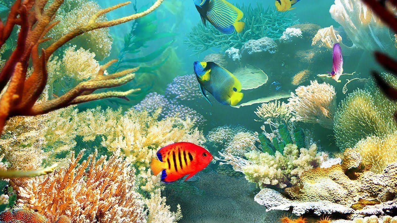 Color Fish Wallpapers - Top Free Color Fish Backgrounds - WallpaperAccess