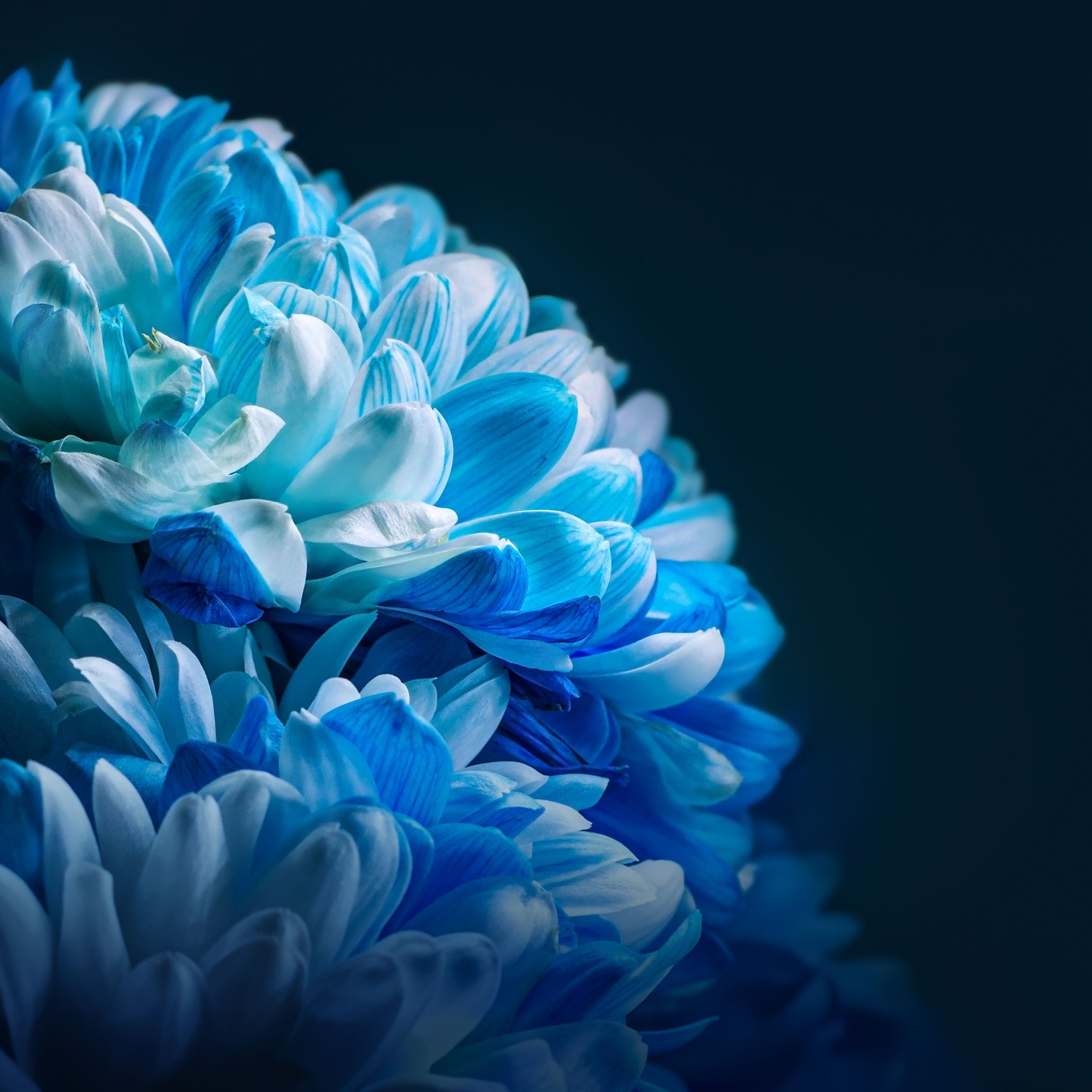 2772x2772 Wallpaper Sunflower, Honor, Xiaomi, Xiaomi Community, Smartphone, Background Free Image