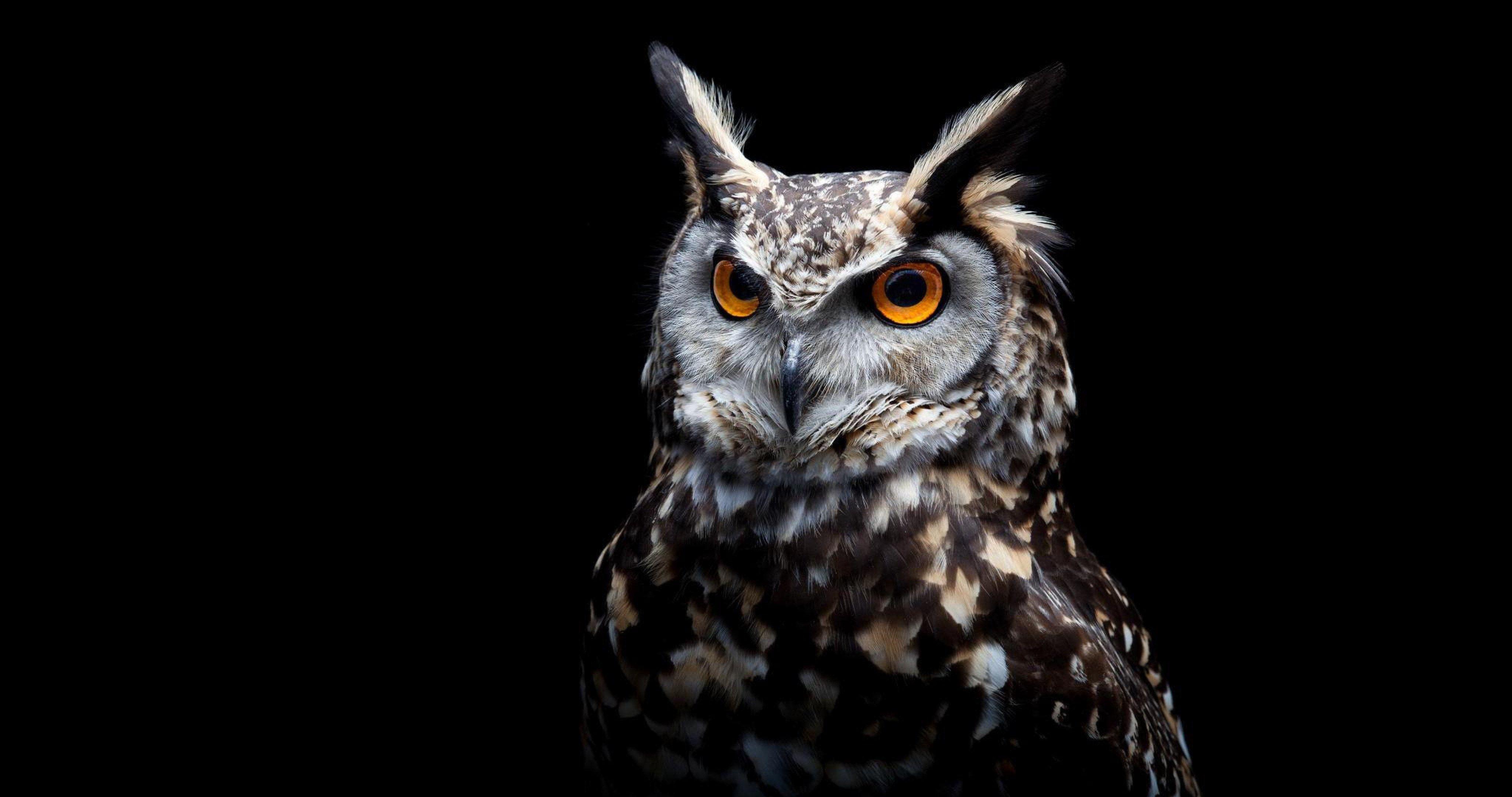 Angry Owl Wallpapers - Top Free Angry Owl Backgrounds - WallpaperAccess