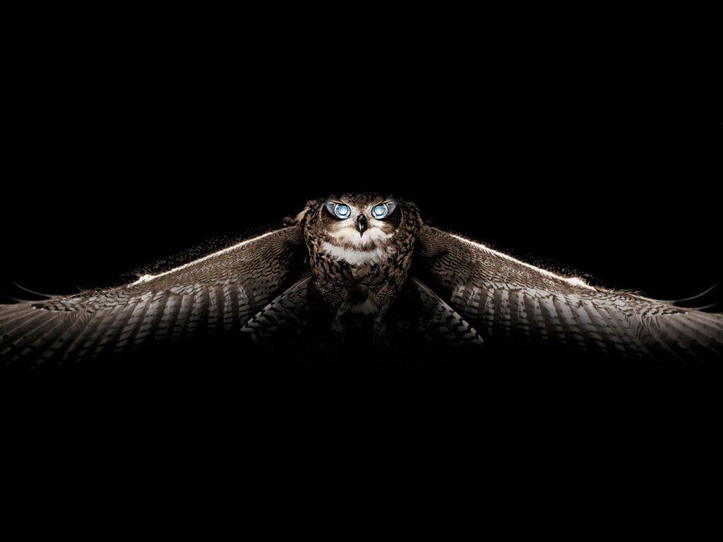1024x768 ideas about Owl Wallpaper Owl wallpaper 1024x768
