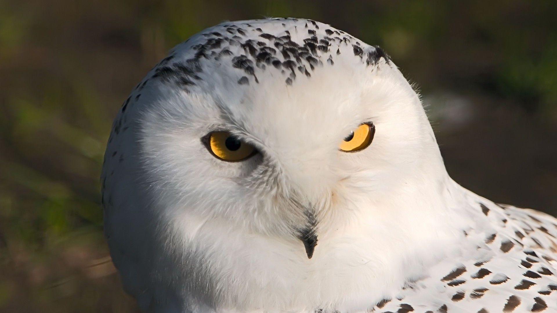 1920x1080 White Owl Bird
