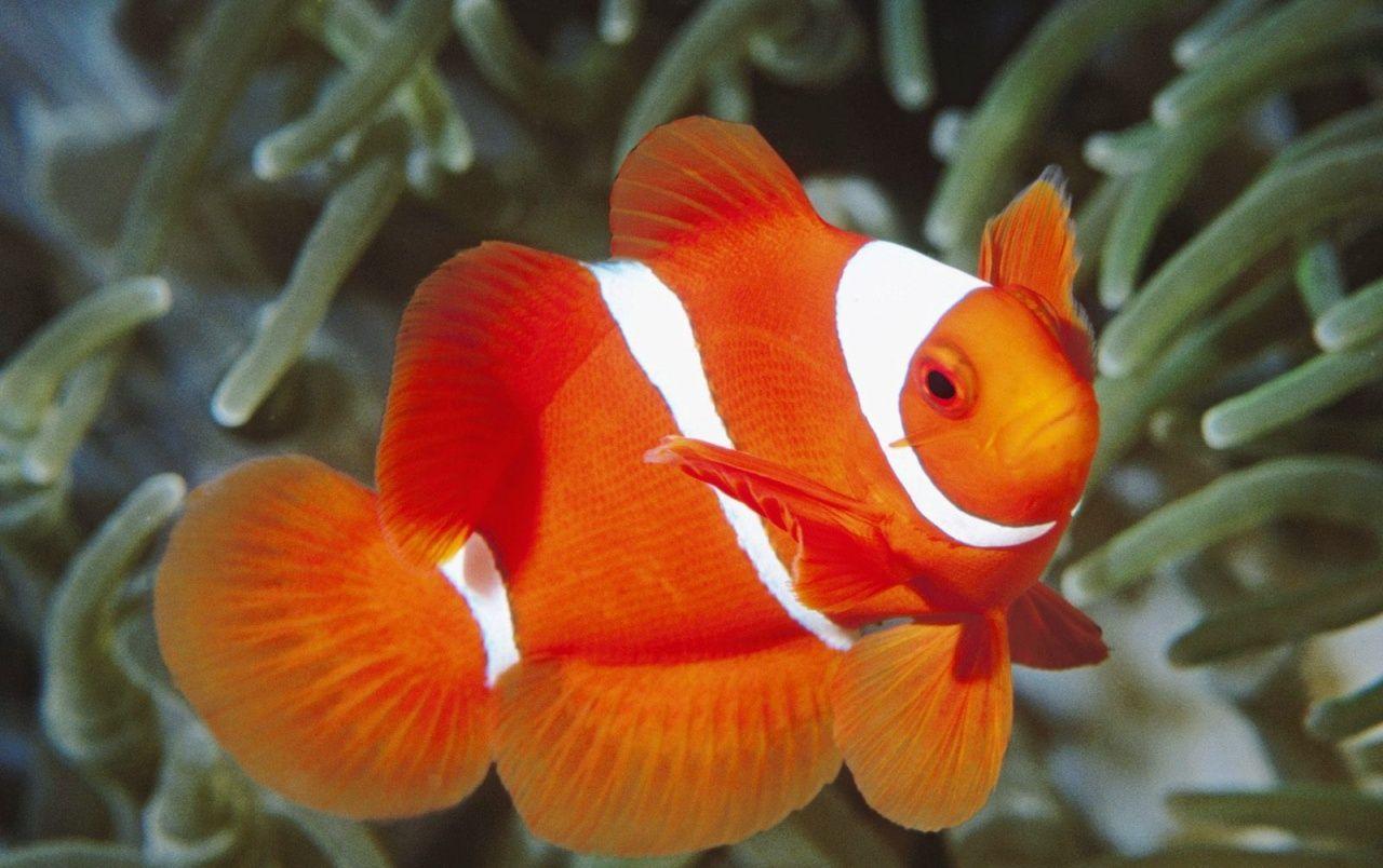 1280x804 White And Orange Fish Wallpaper De Color Naranja Wallpaper & Background Download