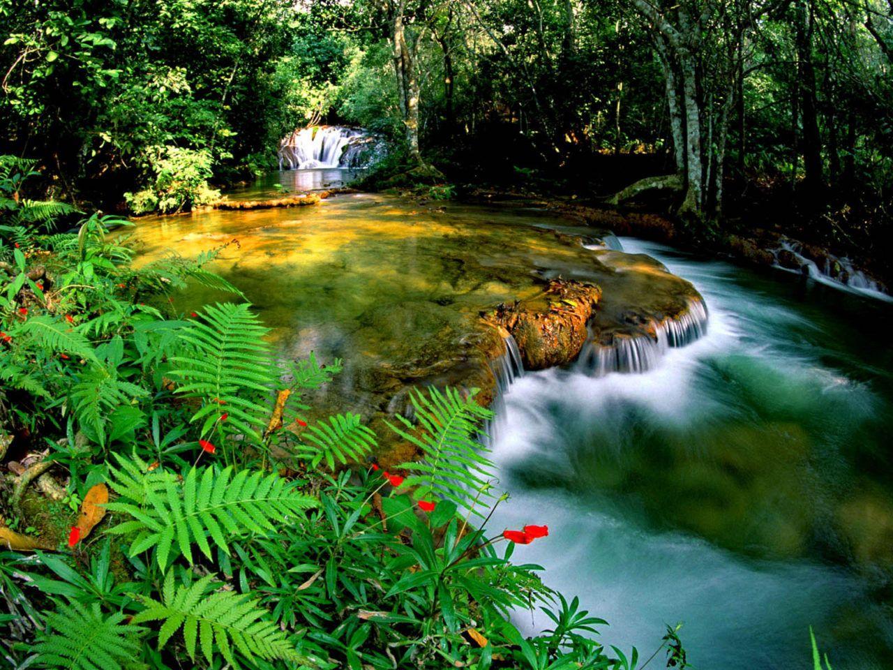 1280x960 Tropical Rainforest Jungle Cascade Waterfall Transparent Water Rocks Green Vegetation Fern Nature HD Wallpaper For Deskx1200 :