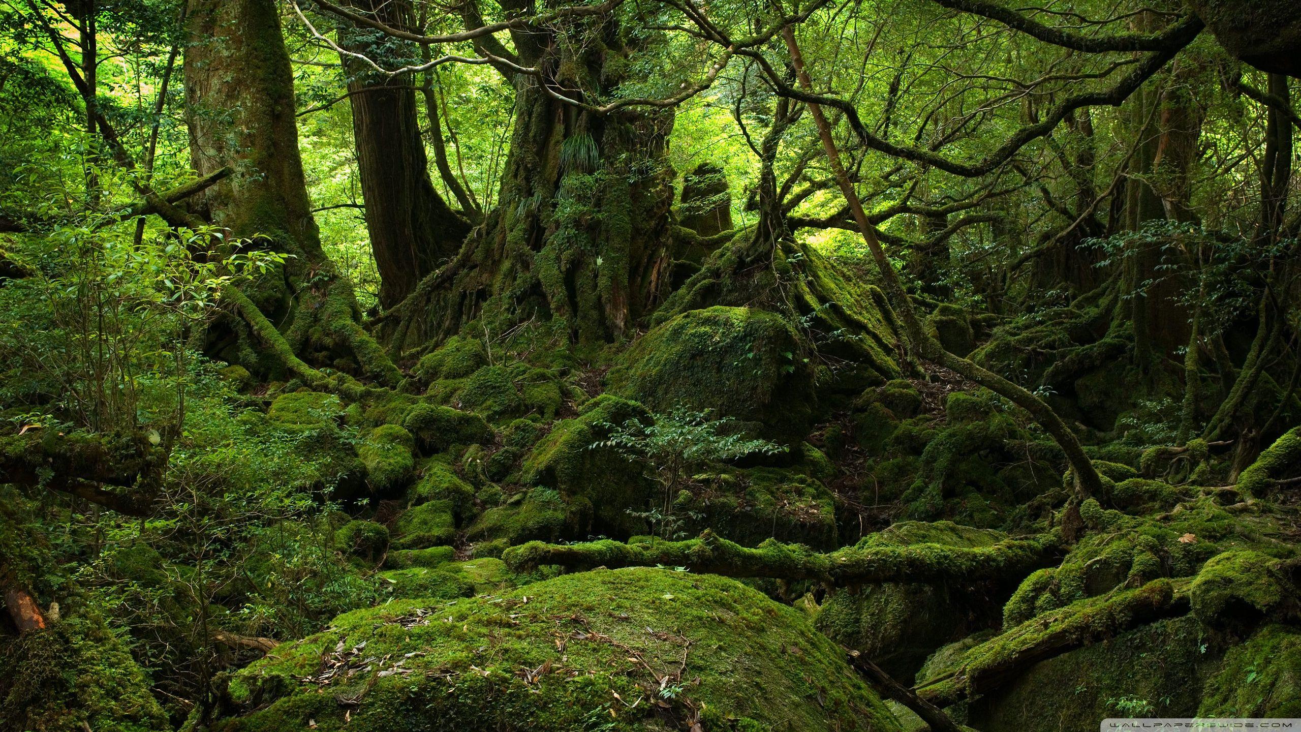 2560x1440 Rainforest Ultra HD Desktop Background Wallpaper for 4K UHD TV : Multi Display, Dual Monitor : Tablet
