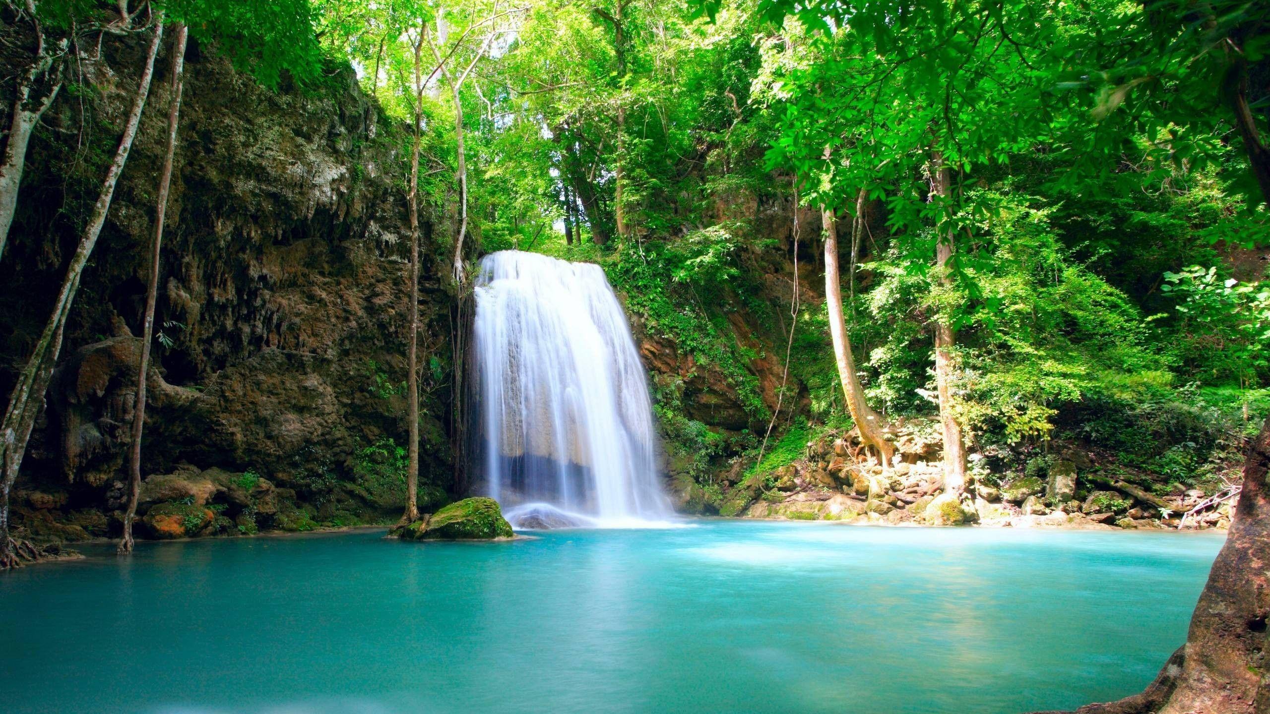 2560x1440 Tropical Jungle Wallpaper HD 08541