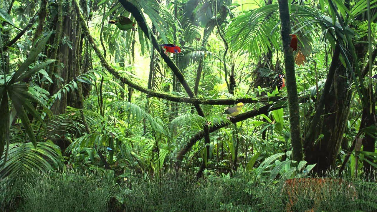 1280x720 Tropical Rainforest High Quality