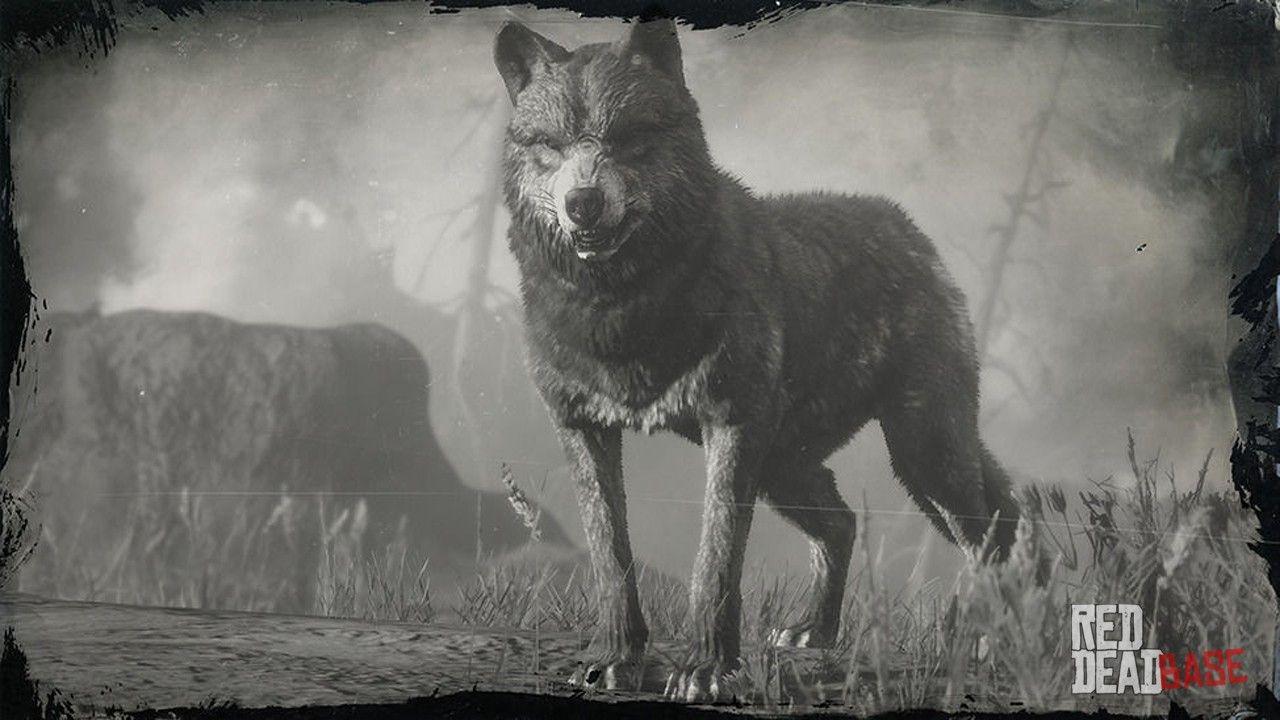 1280x720 Legendary Wolf Dead Redemption 2 Animals Species & Wildlife Database Dead Redemption 2