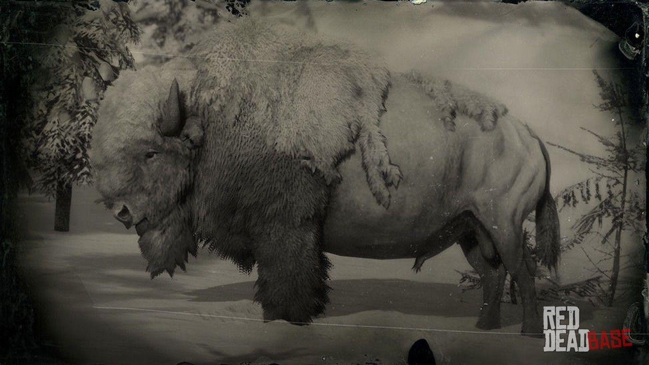 1280x720 Legendary White Bison Dead Redemption 2 Animals Species & Wildlife Database Dead Redemption 2