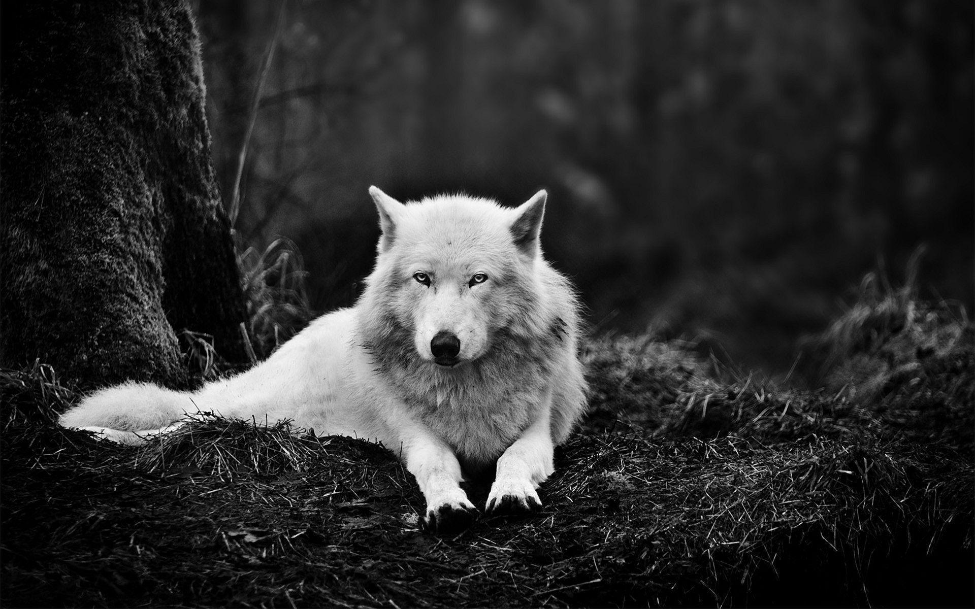 Black And White Wolf Wallpapers Top Free Black And White