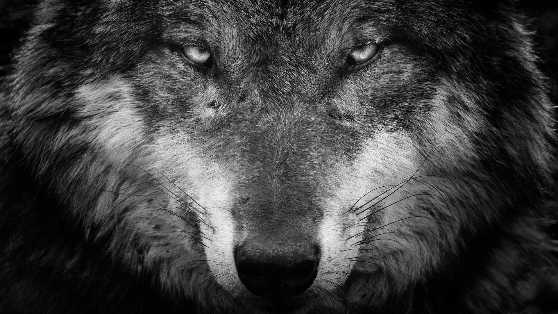 Black And White Wolf Wallpapers Top Free Black And White