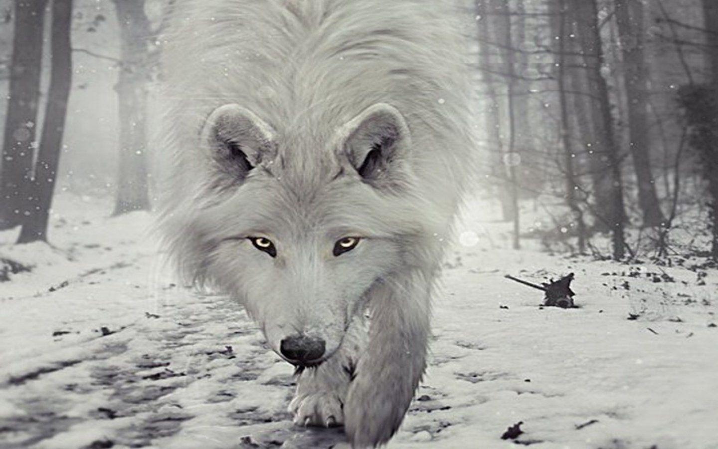 1440x900 White Wolf Wallpaper