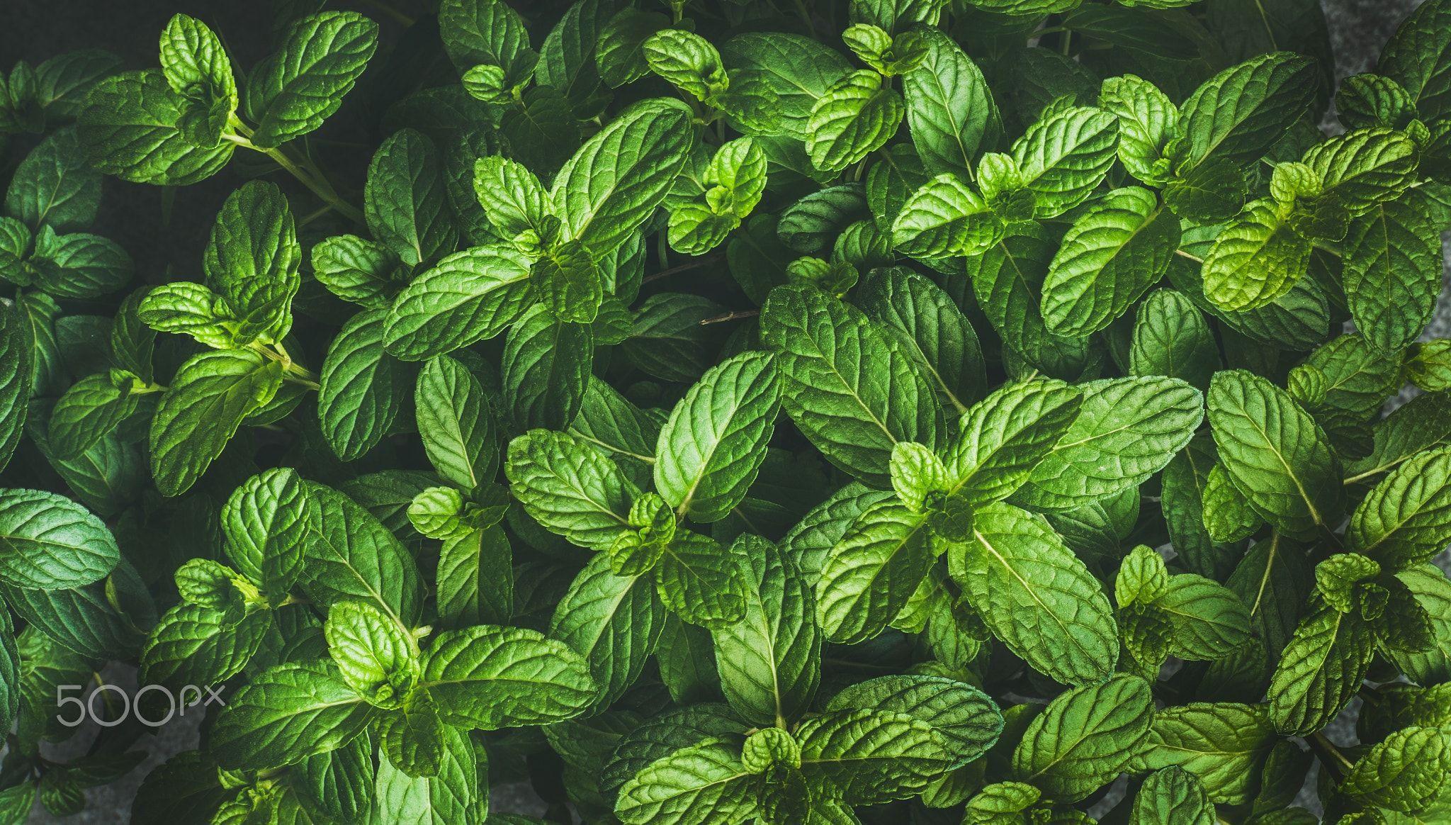 2048x1164 Fresh green pepper mint leaves texture, background or wallpaper green pepper mint leaves texture, backgr. Leaf texture, Mint leaves, Stuffed green peppers