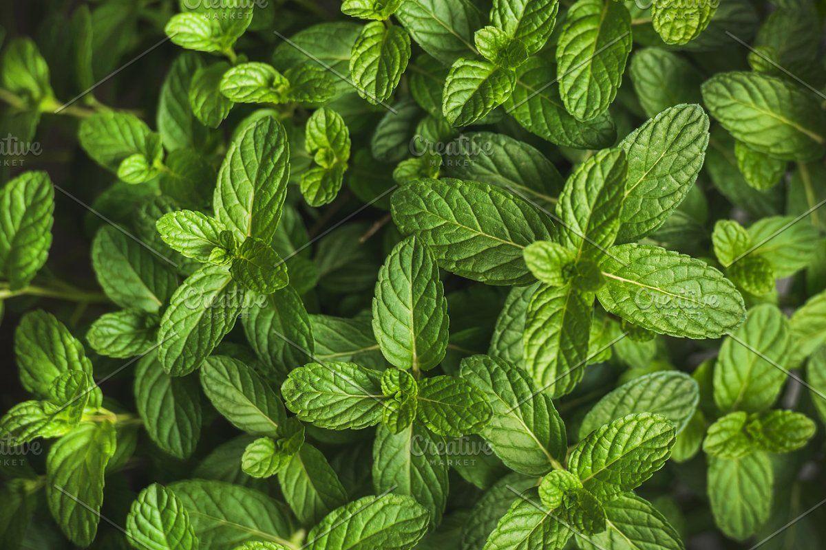 1200x800 Fresh green pepper mint leaves texture, background or wallpaper. Leaf texture, Leaf background, Stuffed green peppers