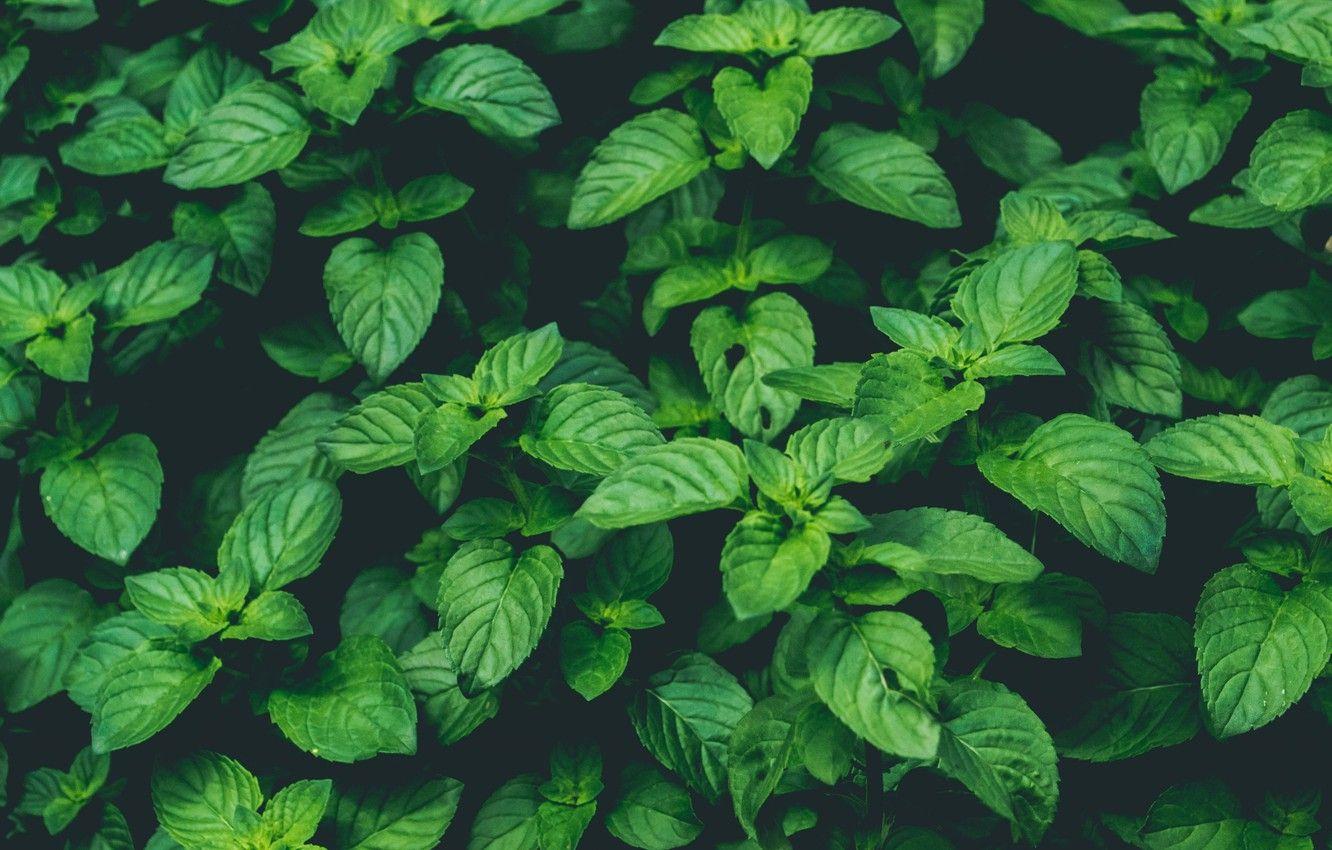 1332x850 Wallpaper Nature, Green, Wallpaper, Background, Macro, Mint, Plant image for desktop, section цветы