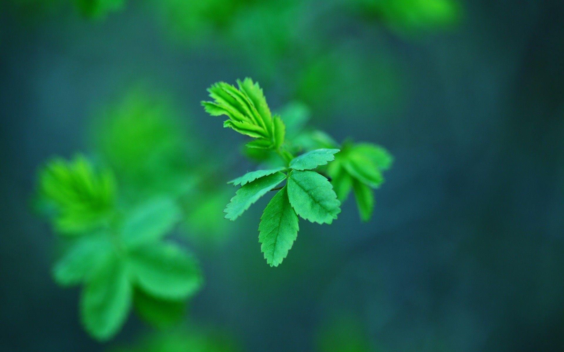 1920x1200 Mint Spring Wallpaper. Spring Wallpaper, Pretty Spring Wallpaper and Spring Floral Wallpaper