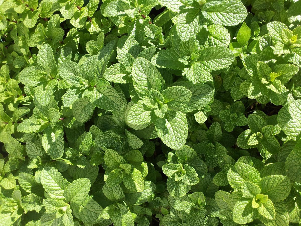 1200x900 Many Uses of Mint Leaves. The Old Farmer's Almanac