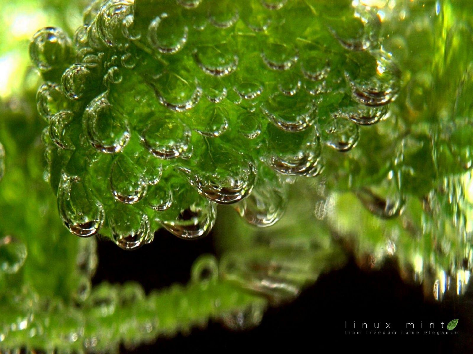 1600x1200 Bubbles On A Mint Leaf In Lemonade Wallpaper