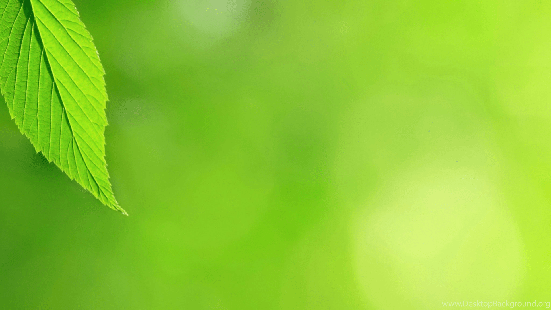 1920x1080 Mint Leaf Nature iPad 3 Wallpaper Desktop Background