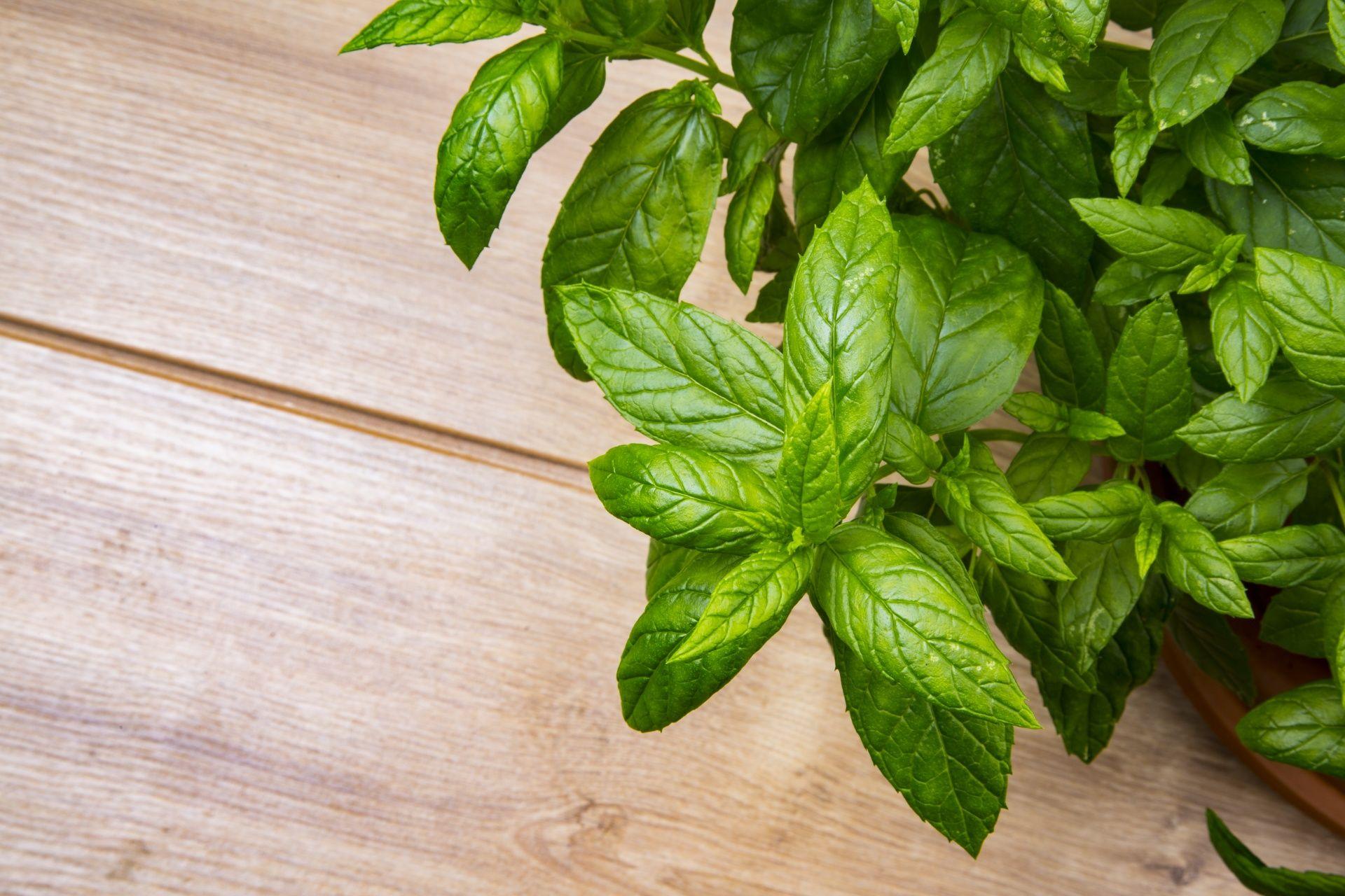 1920x1280 Peppermint Background Picture