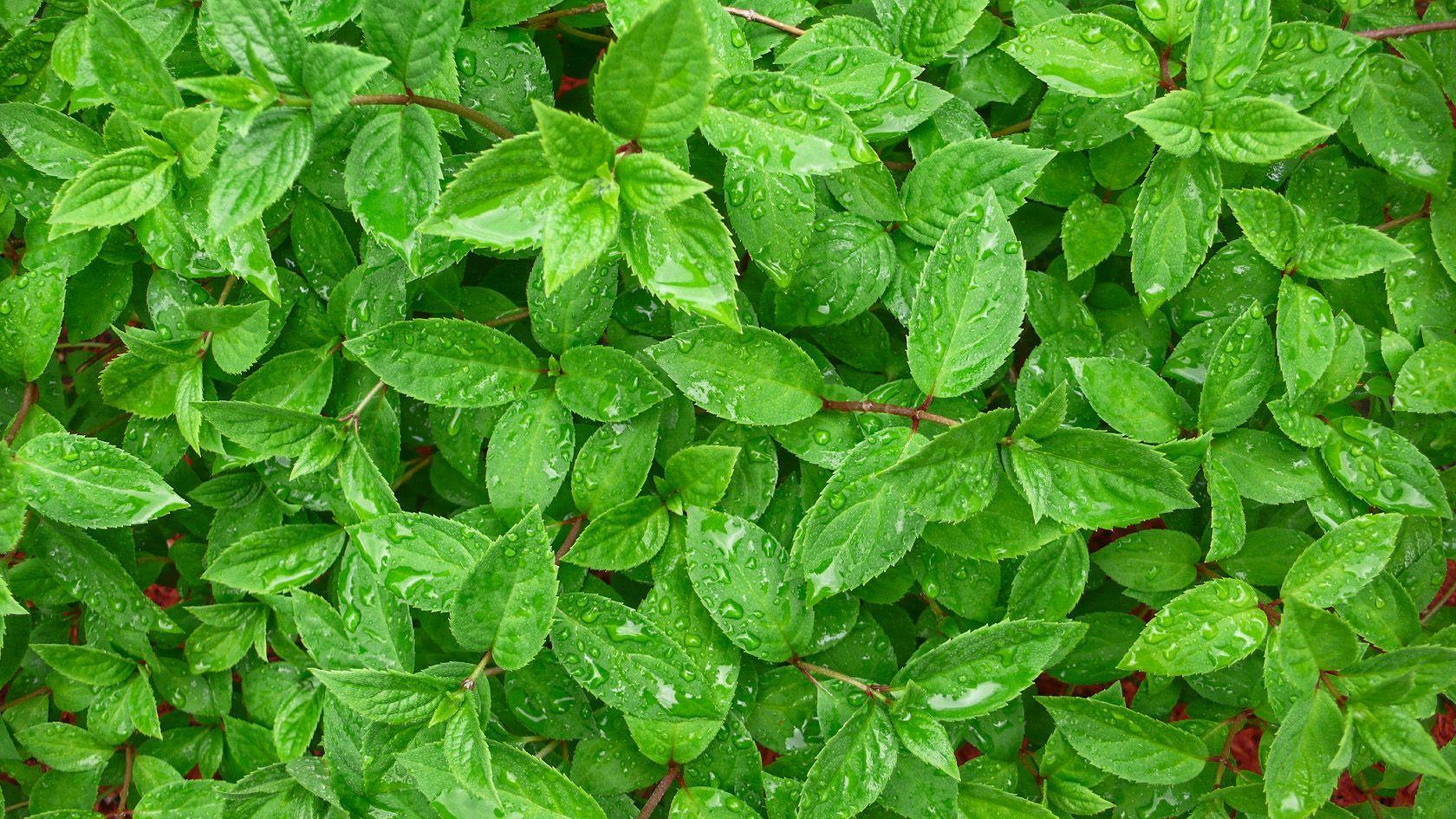 1680x945 Tea Leaves HD Wallpaper, Tea Leaves Image, New Background