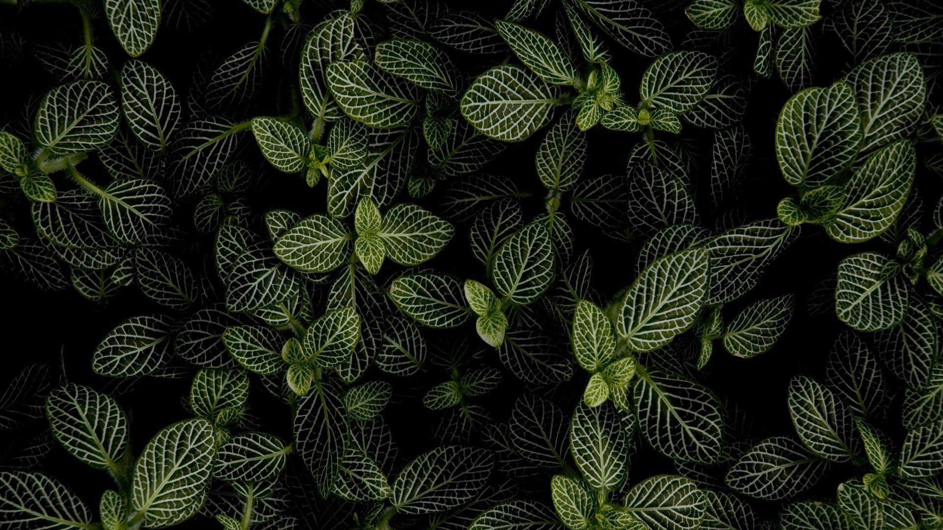 1920x1080 Download wallpaper 1920x1080 mint, leaves, aerial view full hd, hdtv, fhd, 1080p HD background