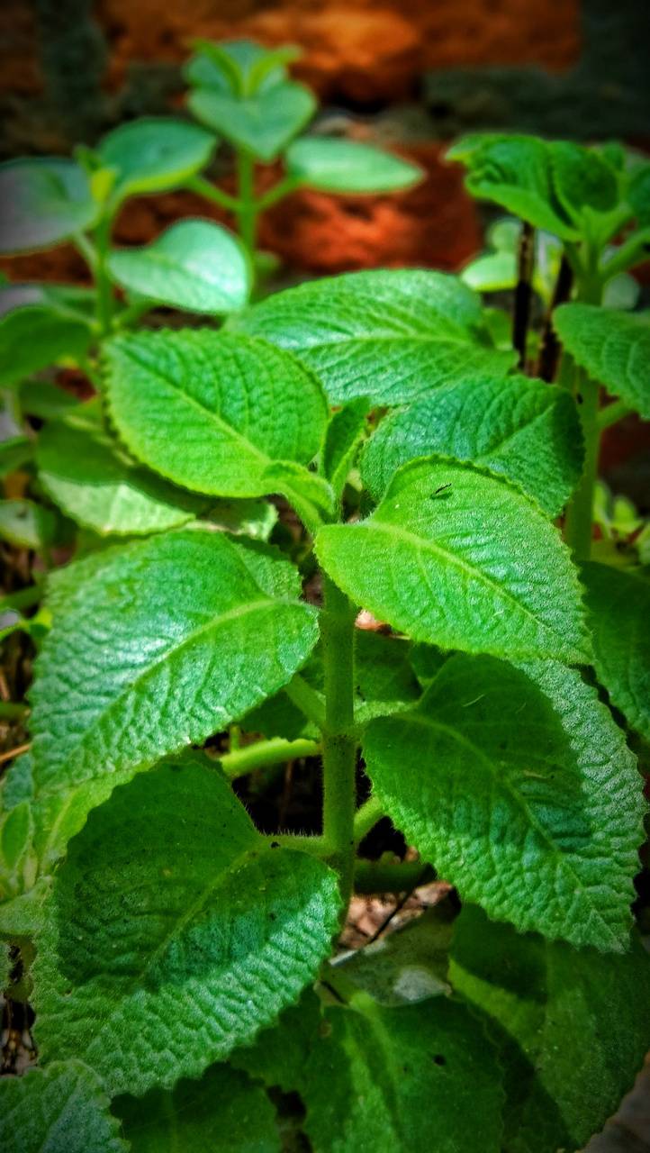 722x1280 Mint plant wallpaper