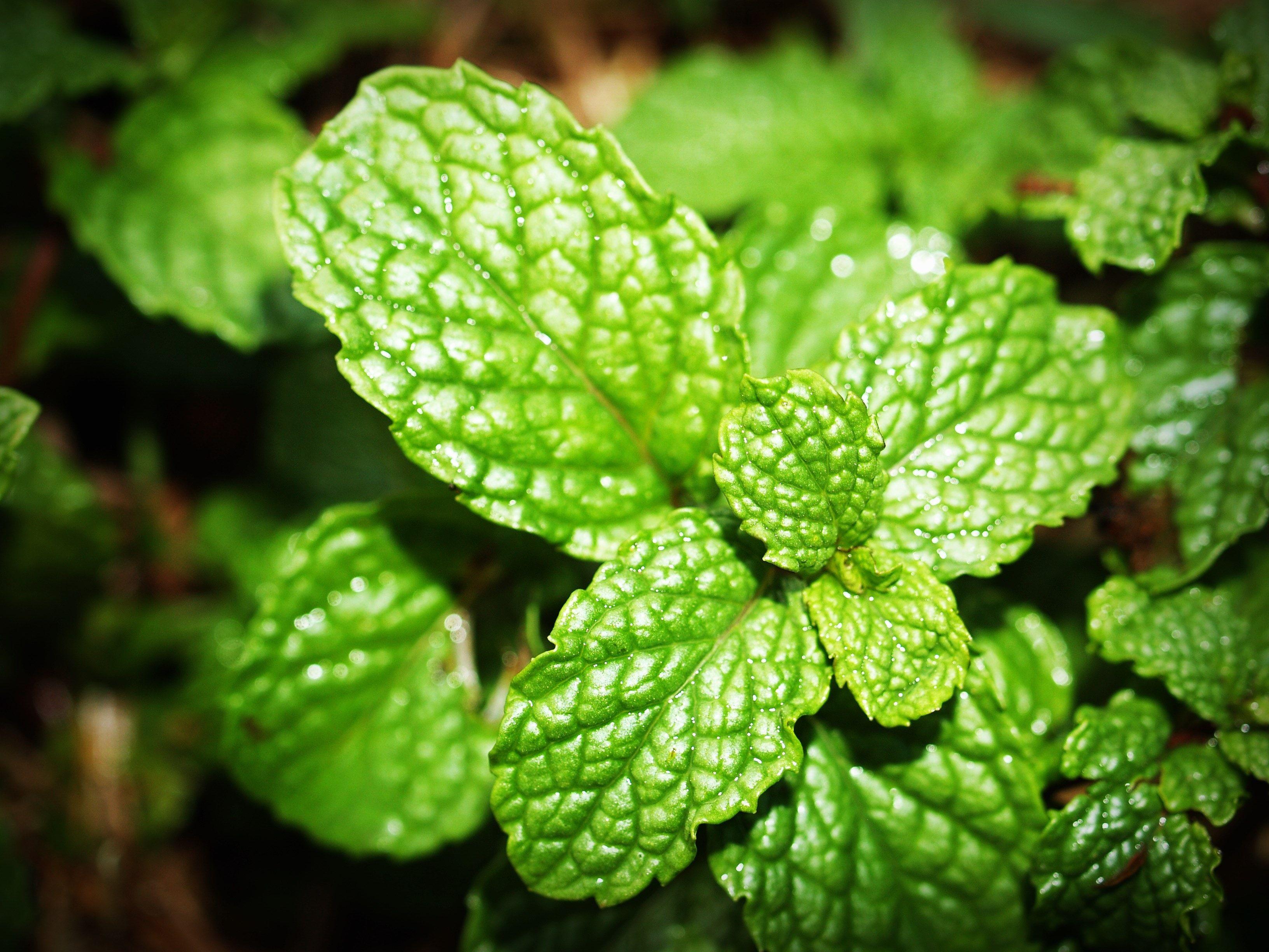 3264x2448 Green Mint Photo · Free