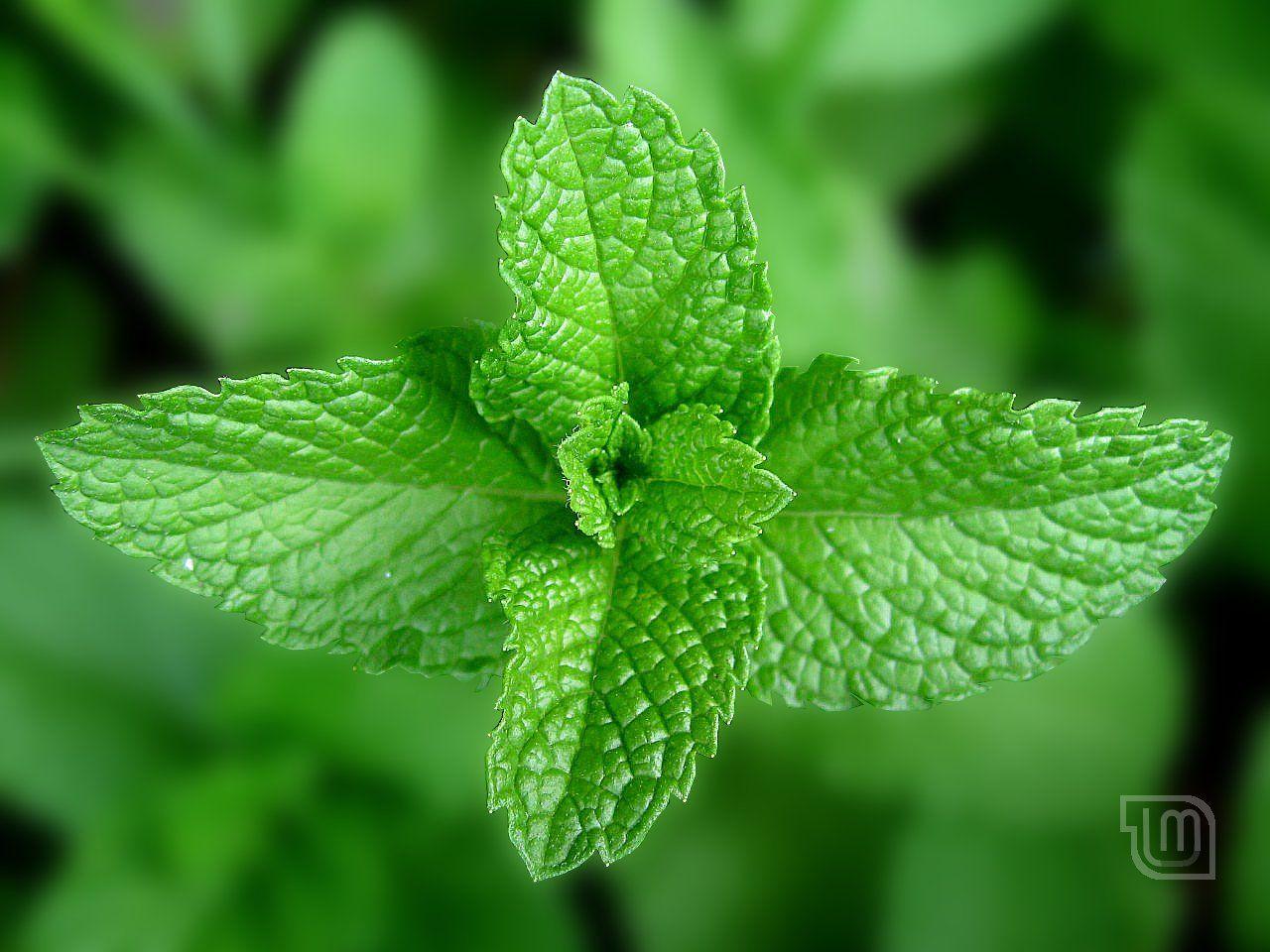 1280x960 Mint Leaves
