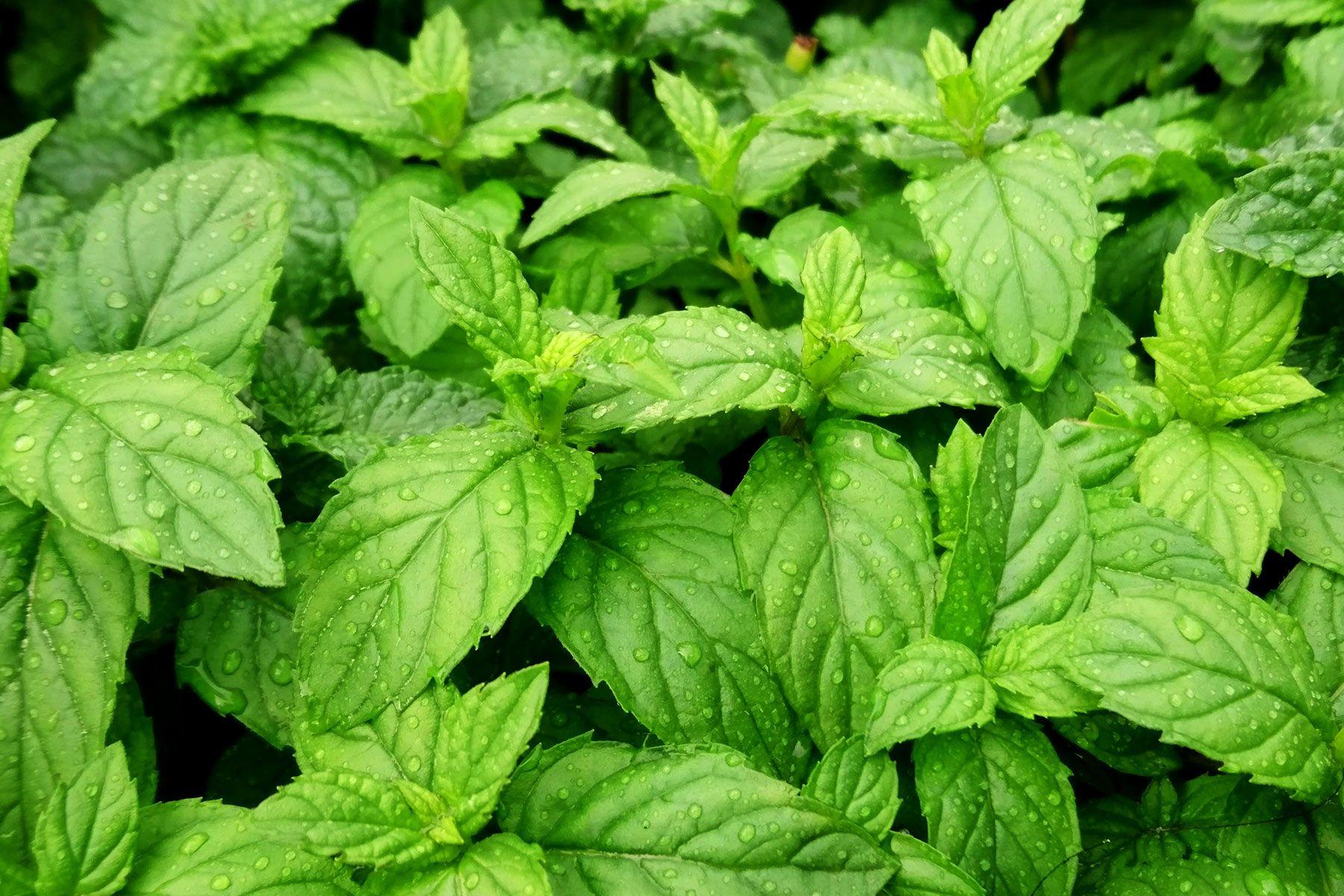 1800x1200 Peppermint Background Image