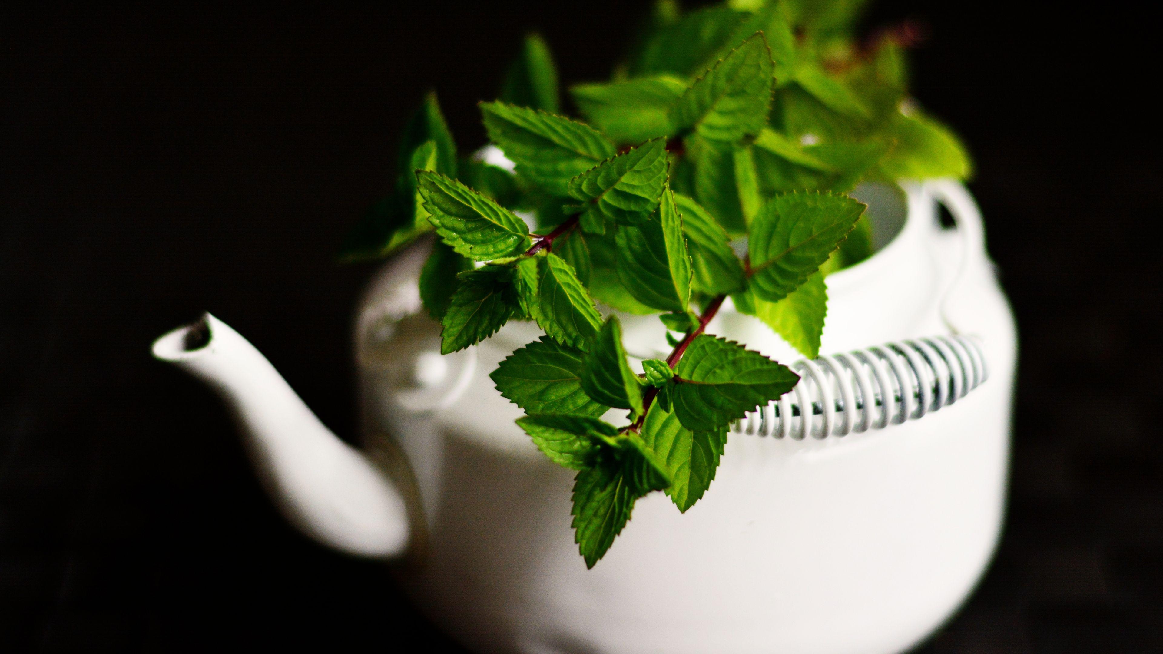 3840x2160 Desktop Wallpaper Green, Mint, Plants, Leaves, Tea Pot, HD Image, Picture, Background, 4e8f96