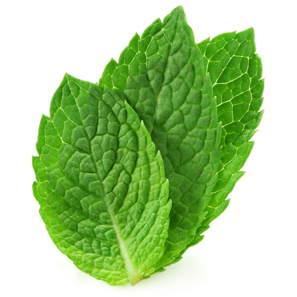 1000x1000 Food Background In High Quality: Mint Leaves by Slavasan Lynam, Saturday 29th August 2015