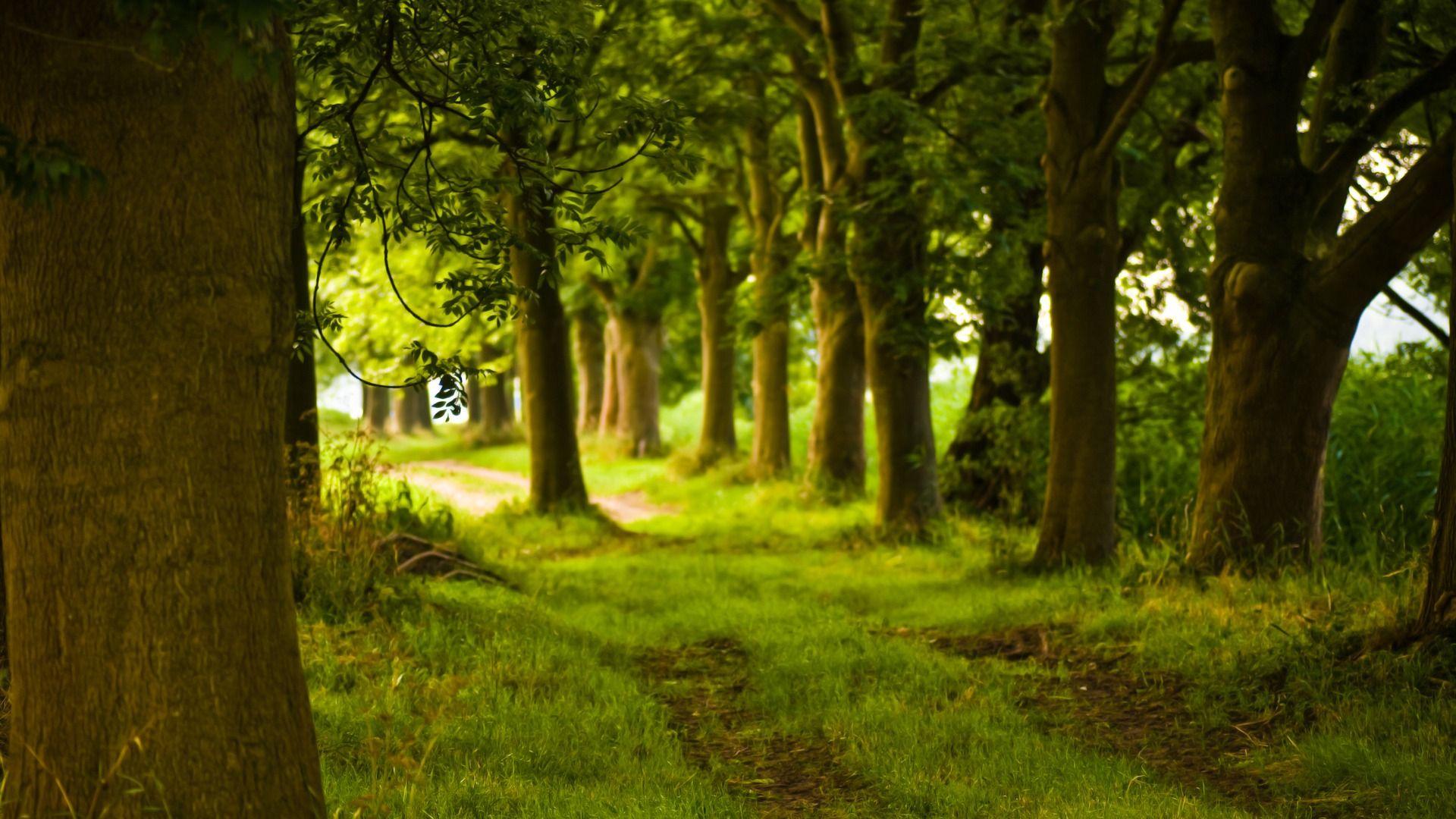 1920x1080 Magical Forest Wallpaper Landscape Nature Wallpaper in jpg format for free download