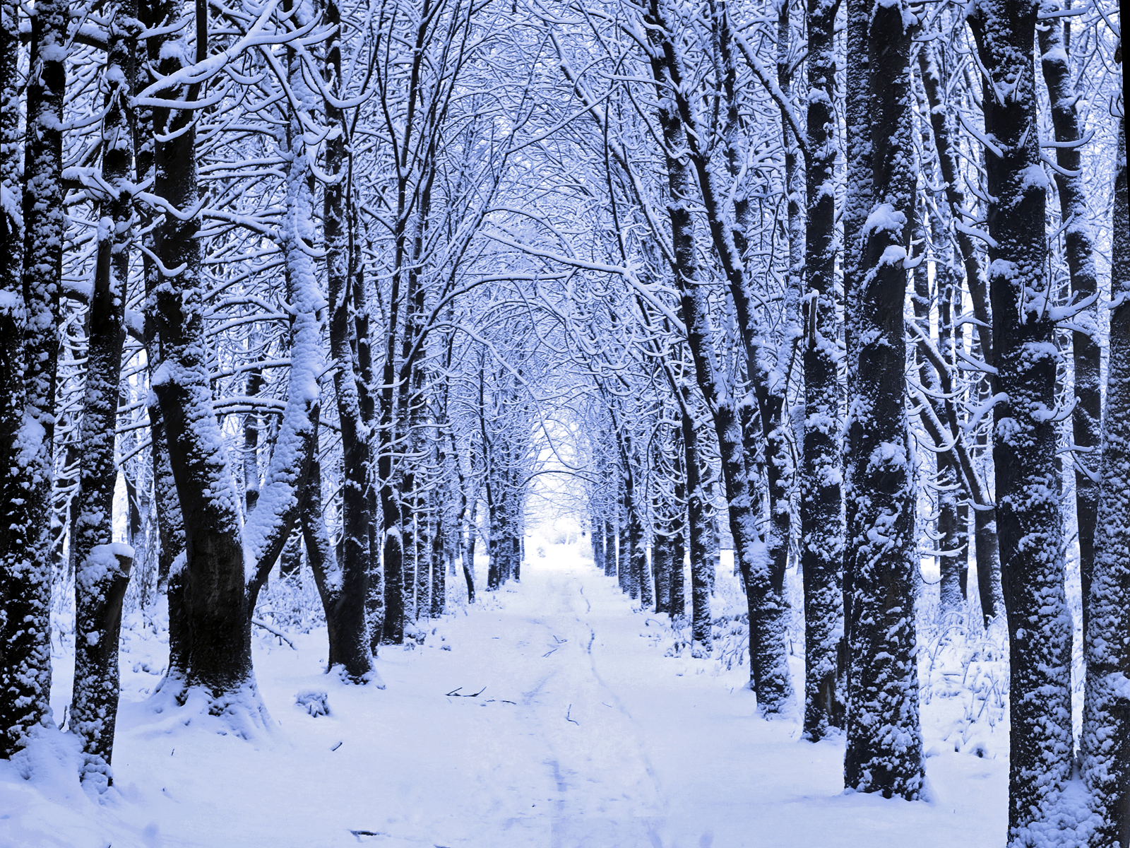 Winter Woods Wallpapers - Top Free Winter Woods Backgrounds ...