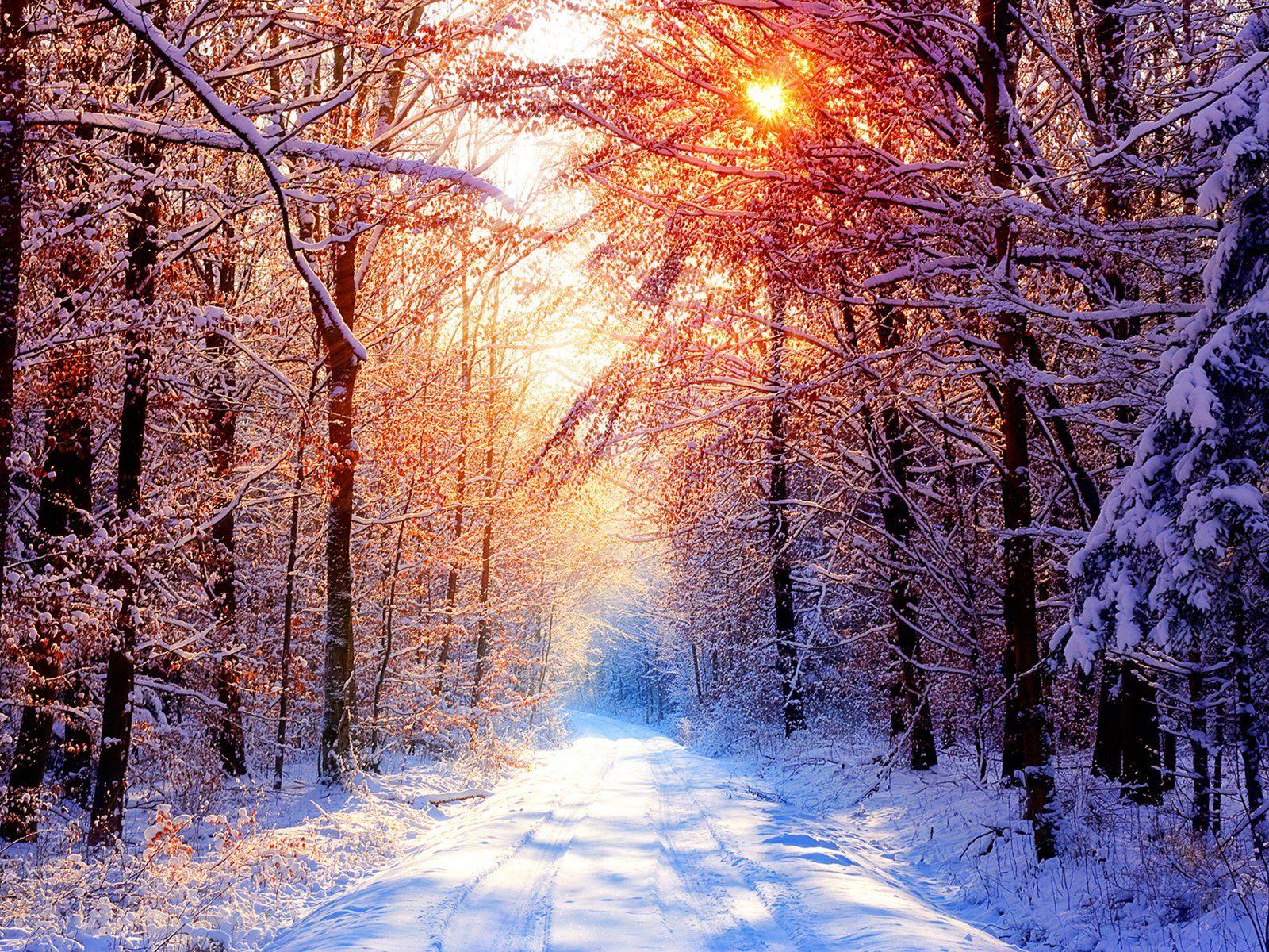 Winter Woods Wallpapers - Top Free Winter Woods Backgrounds ...