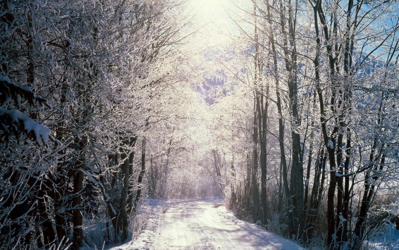 1280x804 Snowy Woods HD Wallpaper