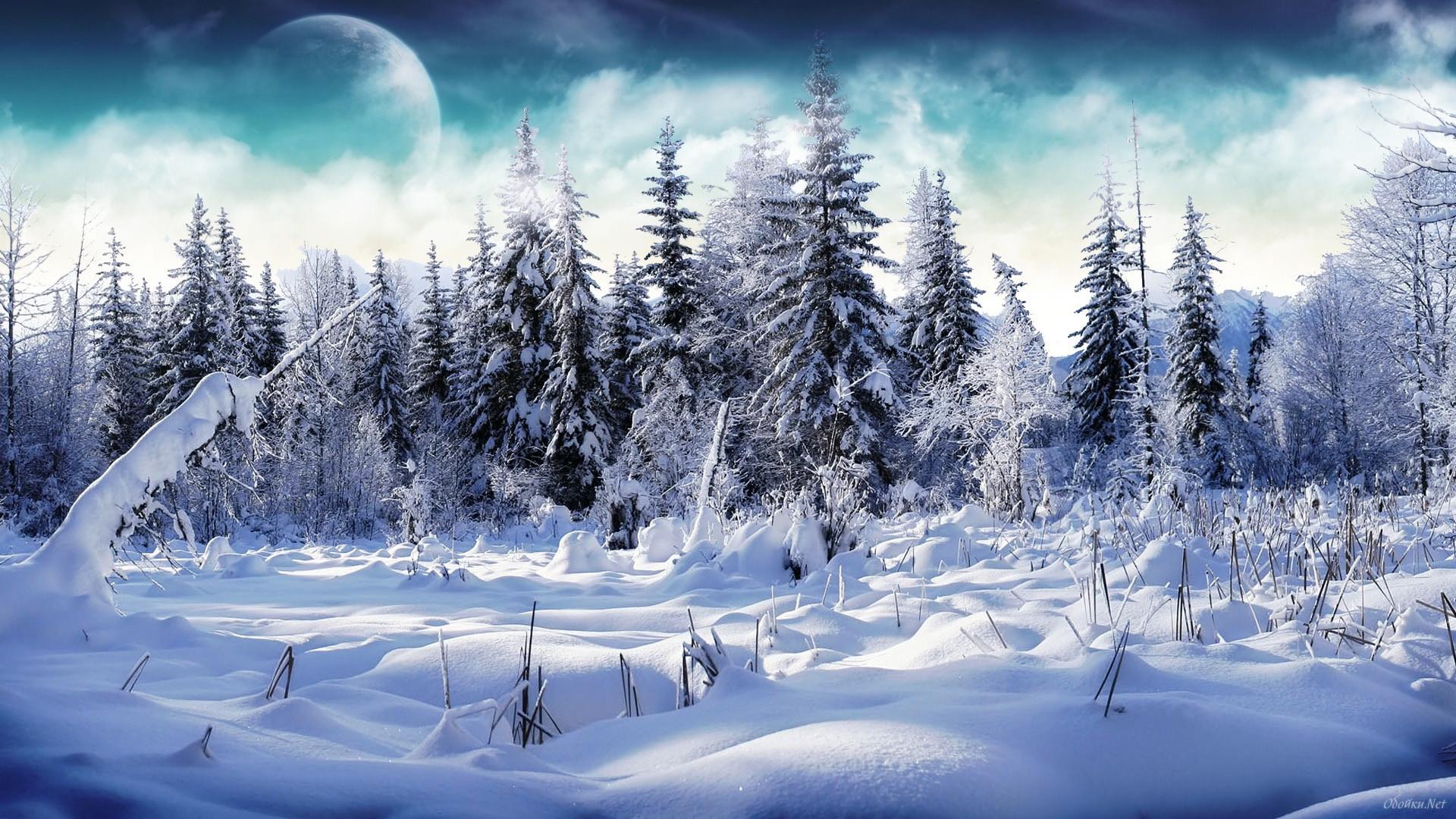 1920x1080 Winter Woods Wallpaper (1920x1080 px, 1.14 Mb)