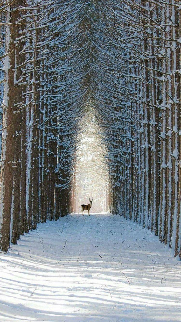 750x1333 iPhone and Android Wallpaper: Winter Woods Wallpaper for iPhone and Android. Winter scenes, Winter scenery, Winter landscape