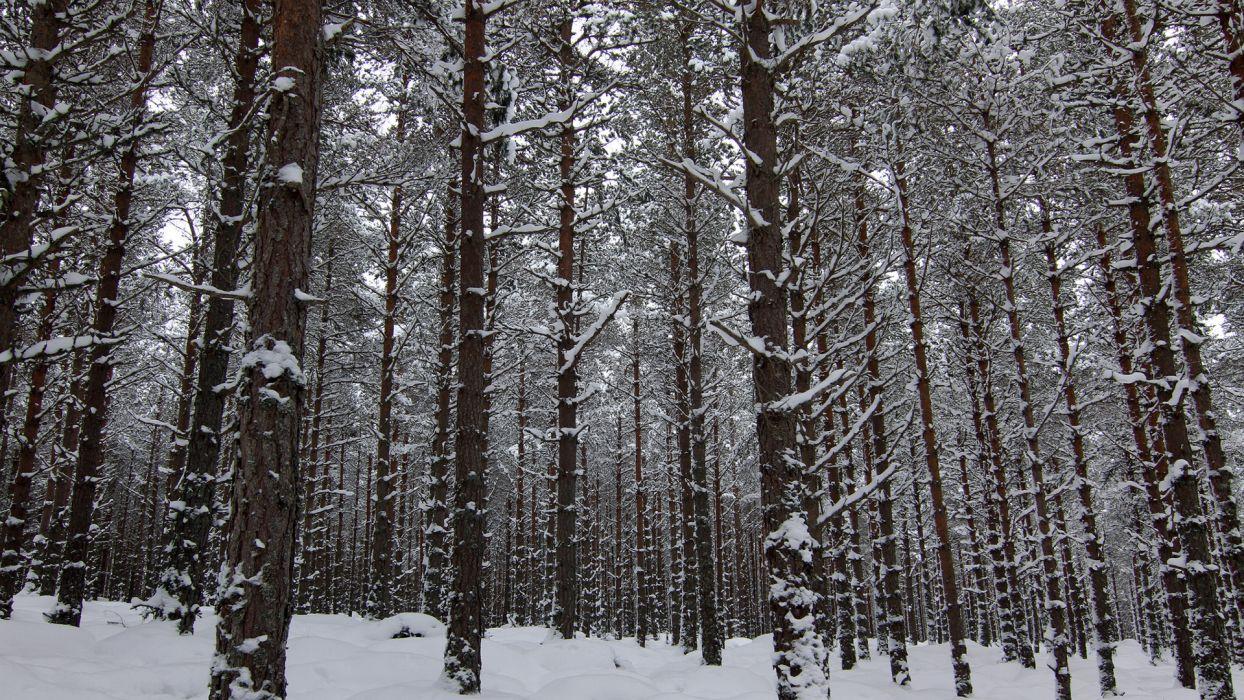 1244x700 Nature landscapes trees forest woods winter snow wallpaperx1080