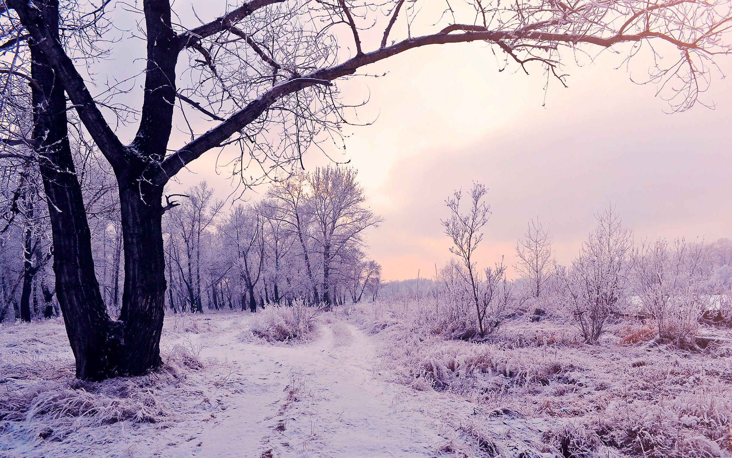 2560x1600 Enchanting beauty of the winter woods. Watch free HD photo of beautiful natural scenery for mobile phones