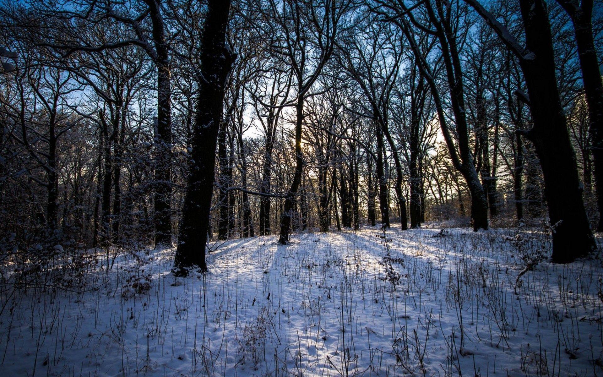 1920x1200 Winter Nature Wallpaper