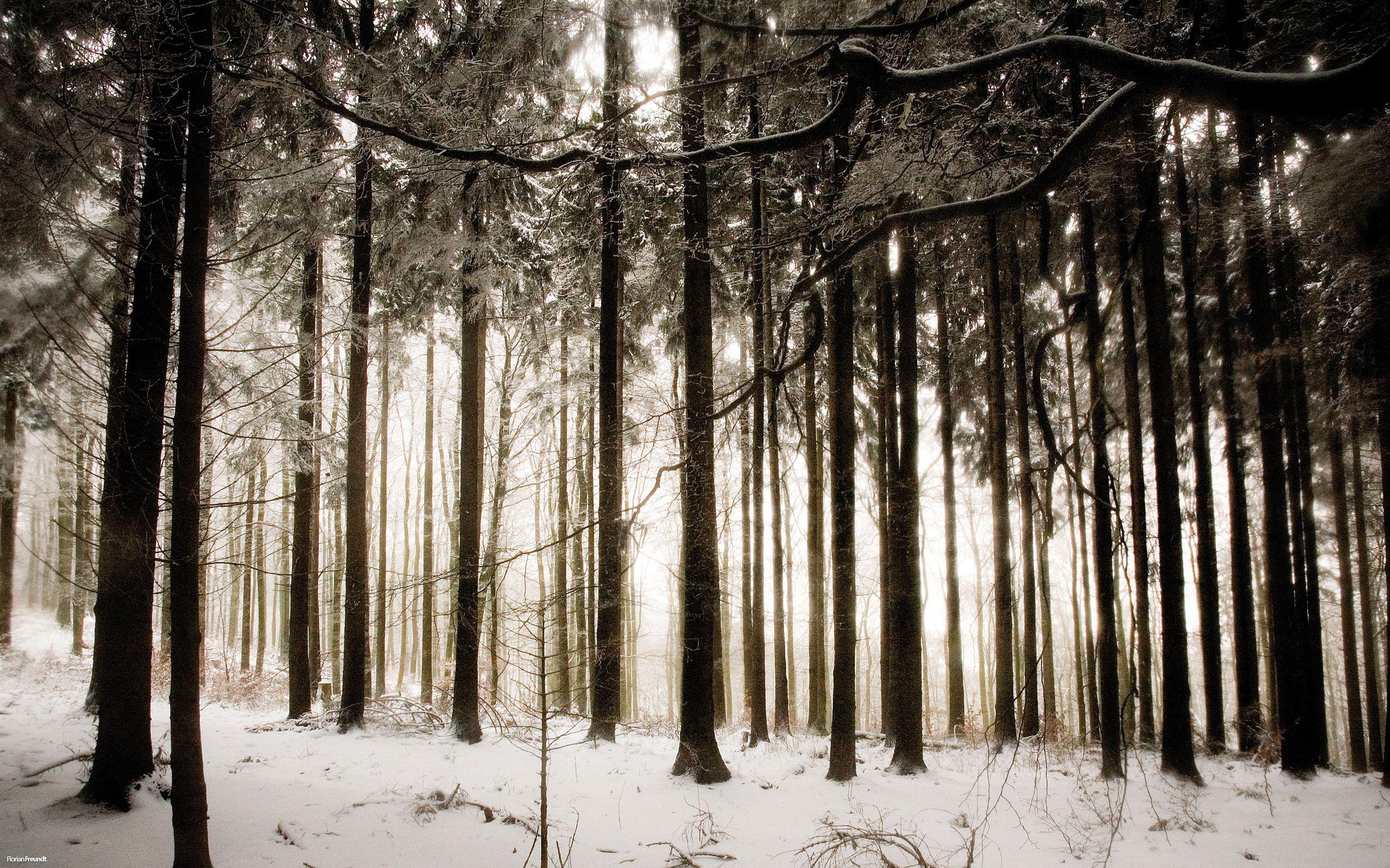 2560x1600 Winter Wallpaperx1600