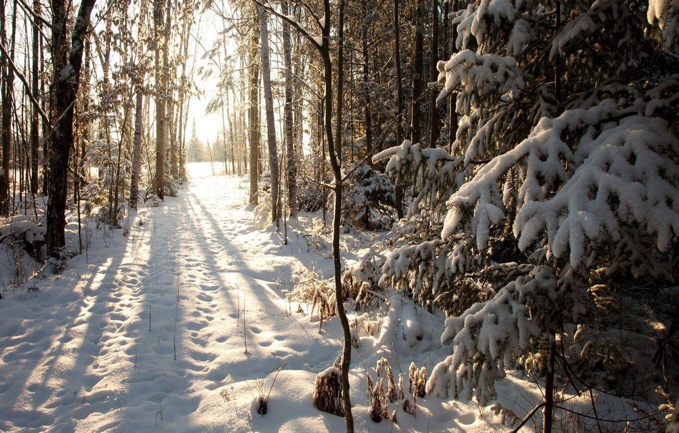 1332x850 Wallpaper winter, snow, Wisconsin, United States, winter, Phillips, Northern Woods, Phillips, Wisconsin image for desktop, section природа