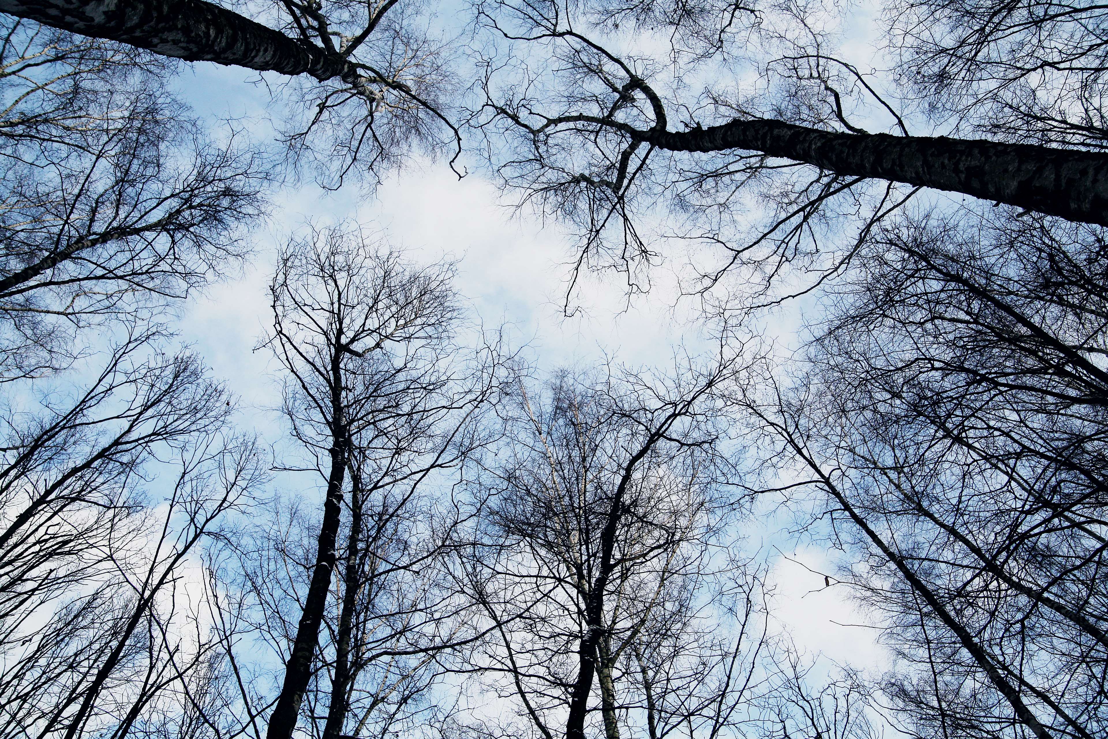 3840x2560 forest, high, looking up, sky, trees, winter, woods 4k wallpaper. Mocah.org HD Desktop Wallpaper