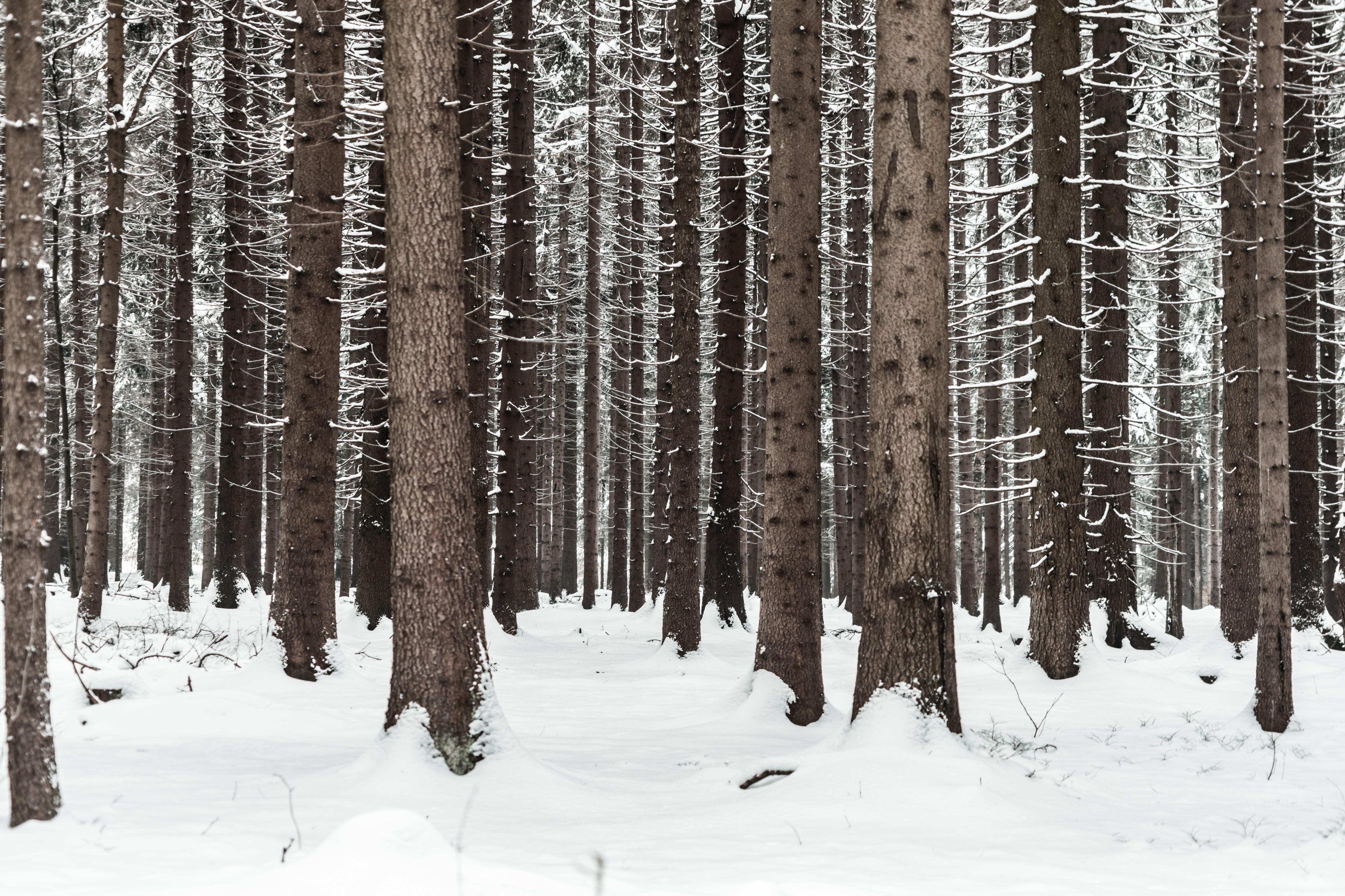 5000x3333 Tree Trunks in Winter Forest Snow in Woods Free