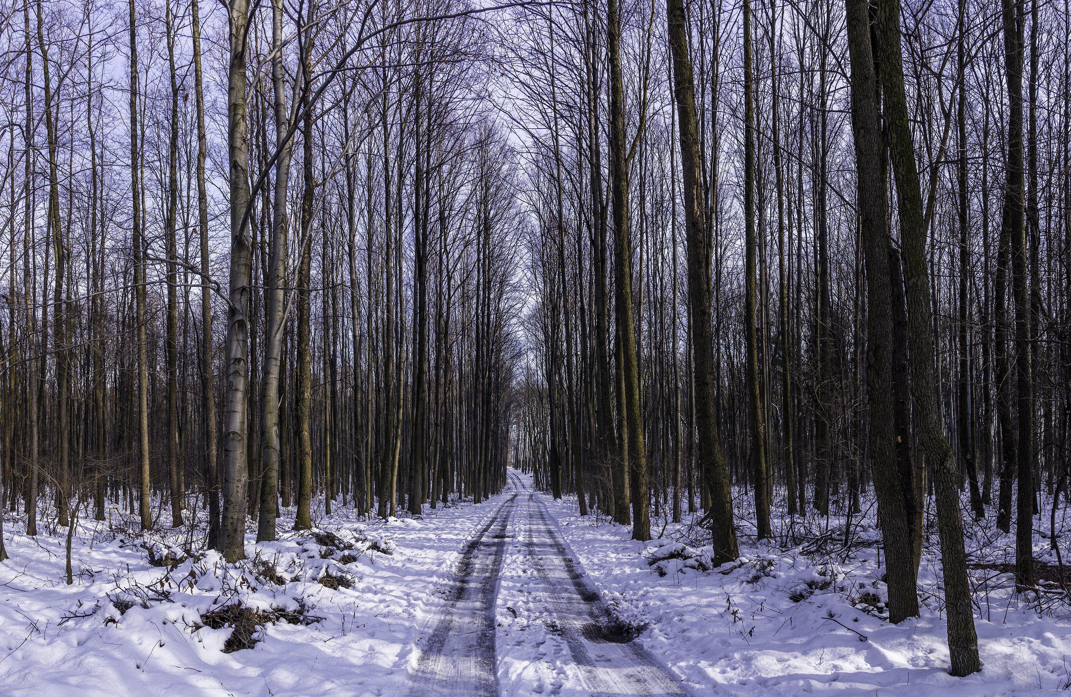 3500x2277 Landscape nature tree forest woods winter road wallpaperx2277