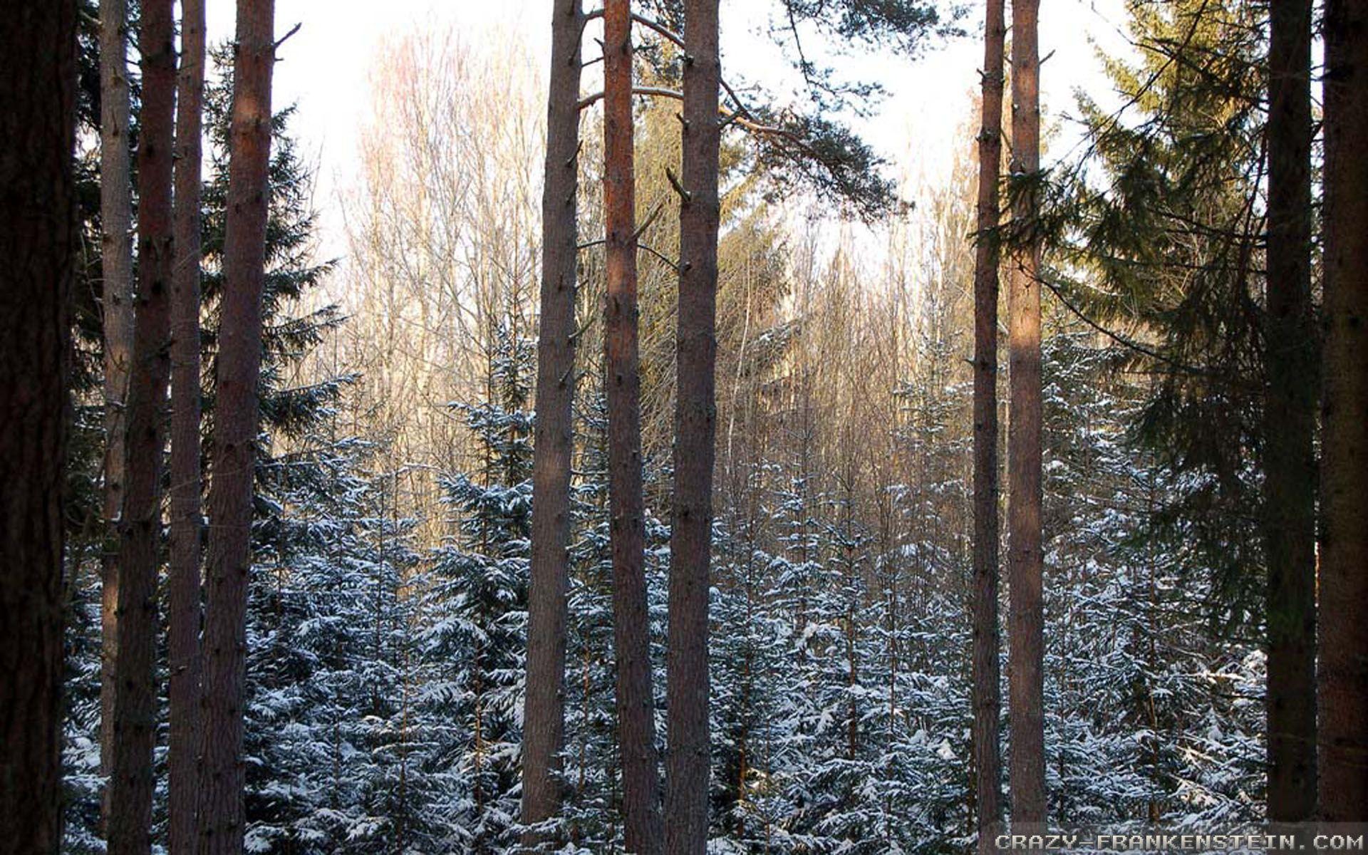 1920x1200 Winter Nature wallpaper 3