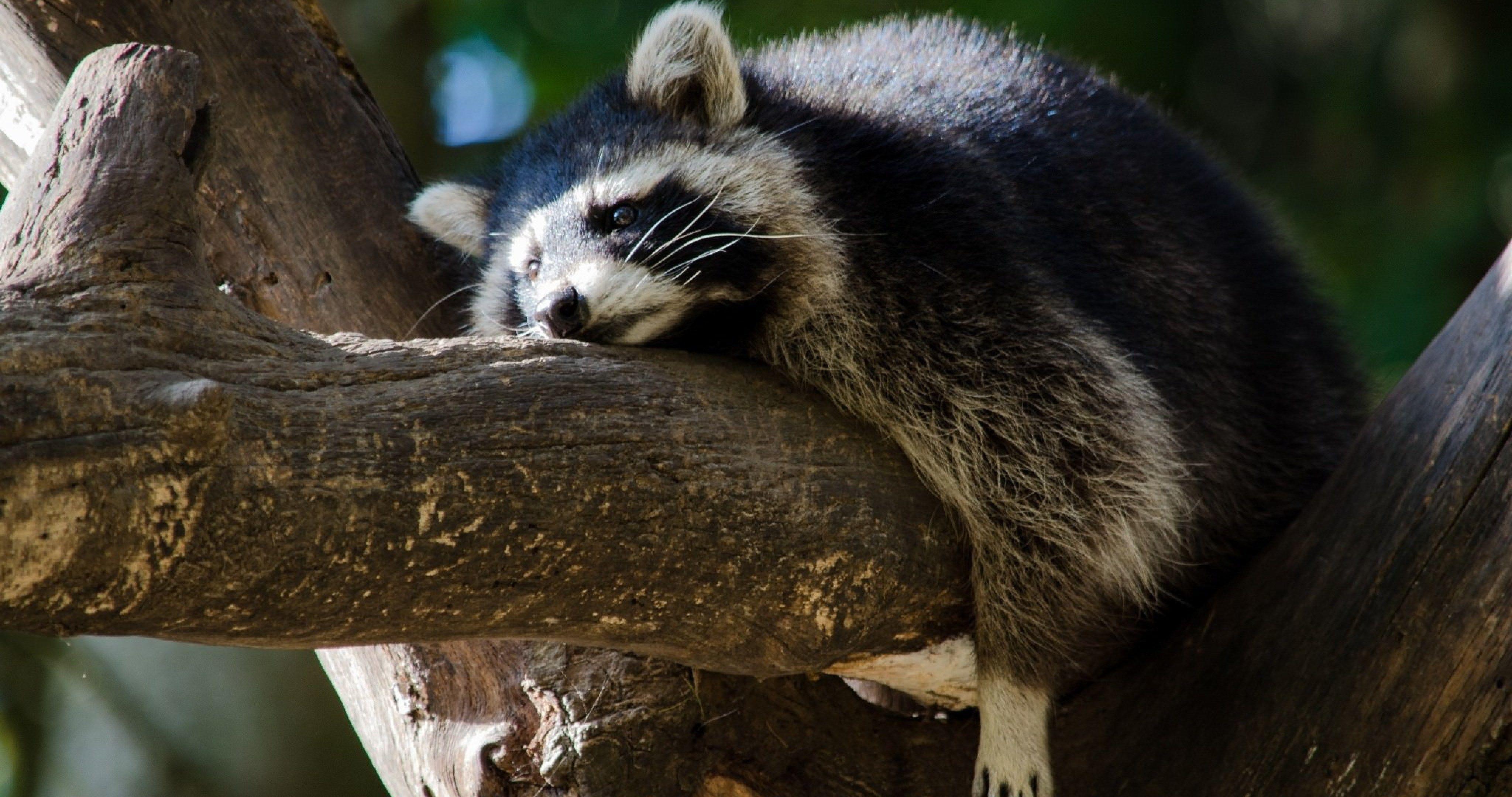 4096x2160 one of those days 4k ultra HD wallpaper. Cute raccoon, Wallpaper, HD wallpaper