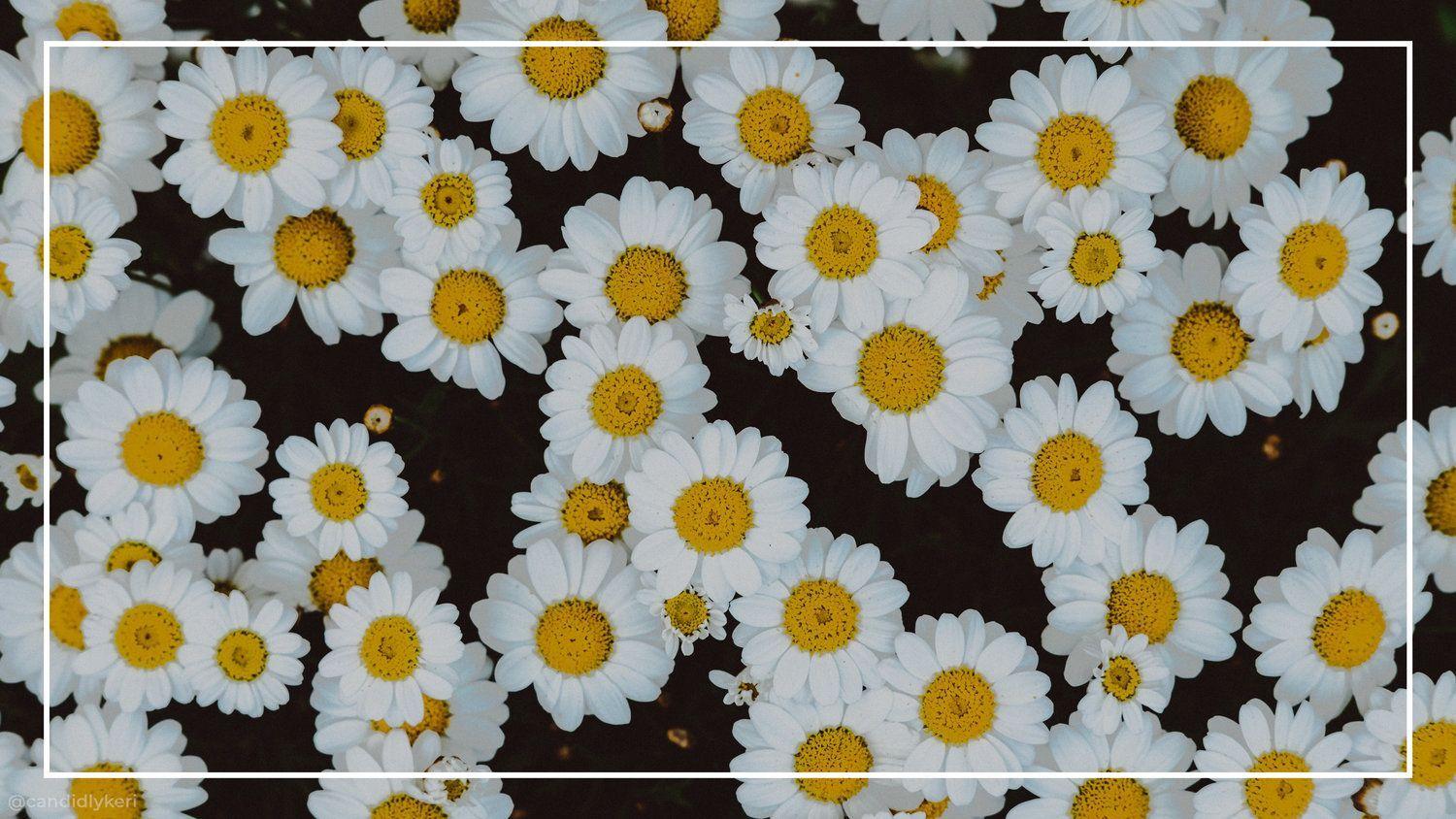 Desktop Flower Wallpaper For Laptop Download  Cherry Blossom Sugar Flowers   2560x1600 Wallpaper  teahubio