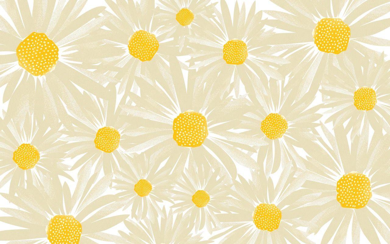 Colorful Daisy Flower In Pastel Color Background Daisy White Pink  Background Image And Wallpaper for Free Download