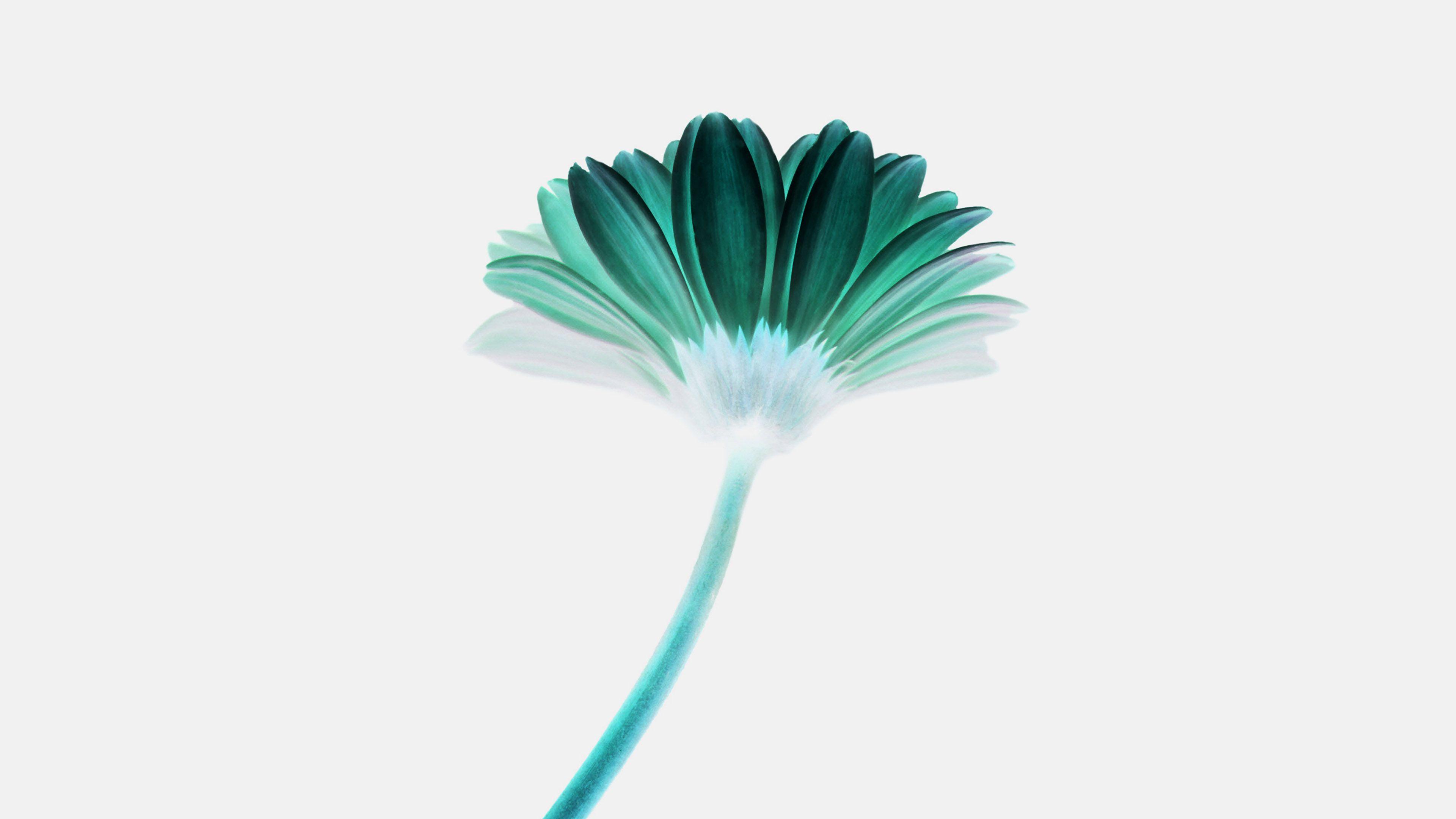 3840x2160 Lonely Flower White Green Simple Minimal Nature